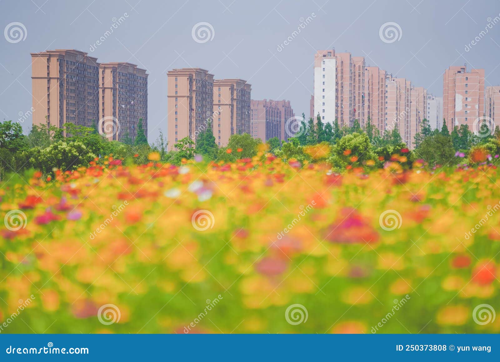 A beautiful sea of daisies stock photo. Image of decorative 250373808