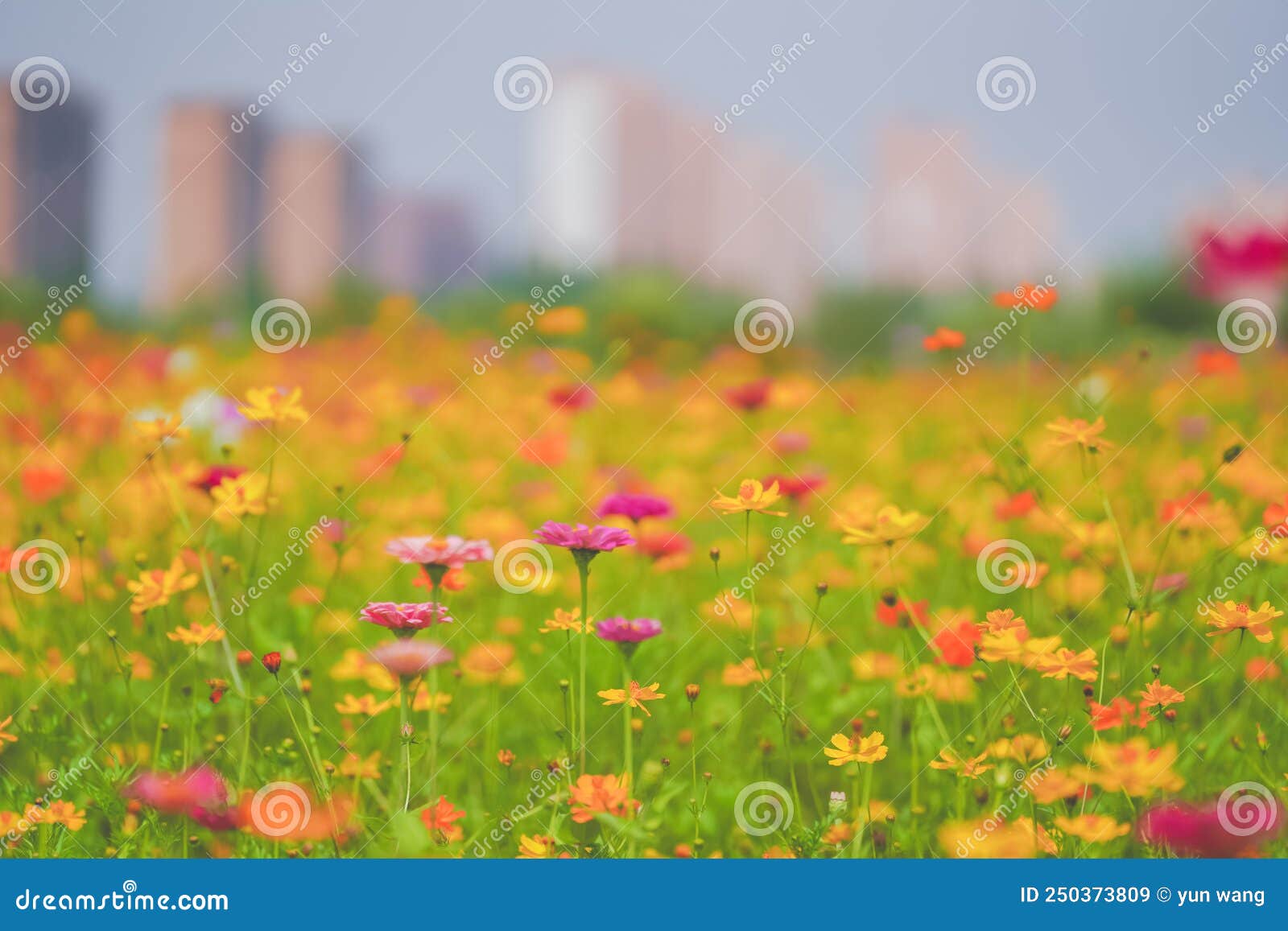 A beautiful sea of daisies stock image. Image of camomile 250373809