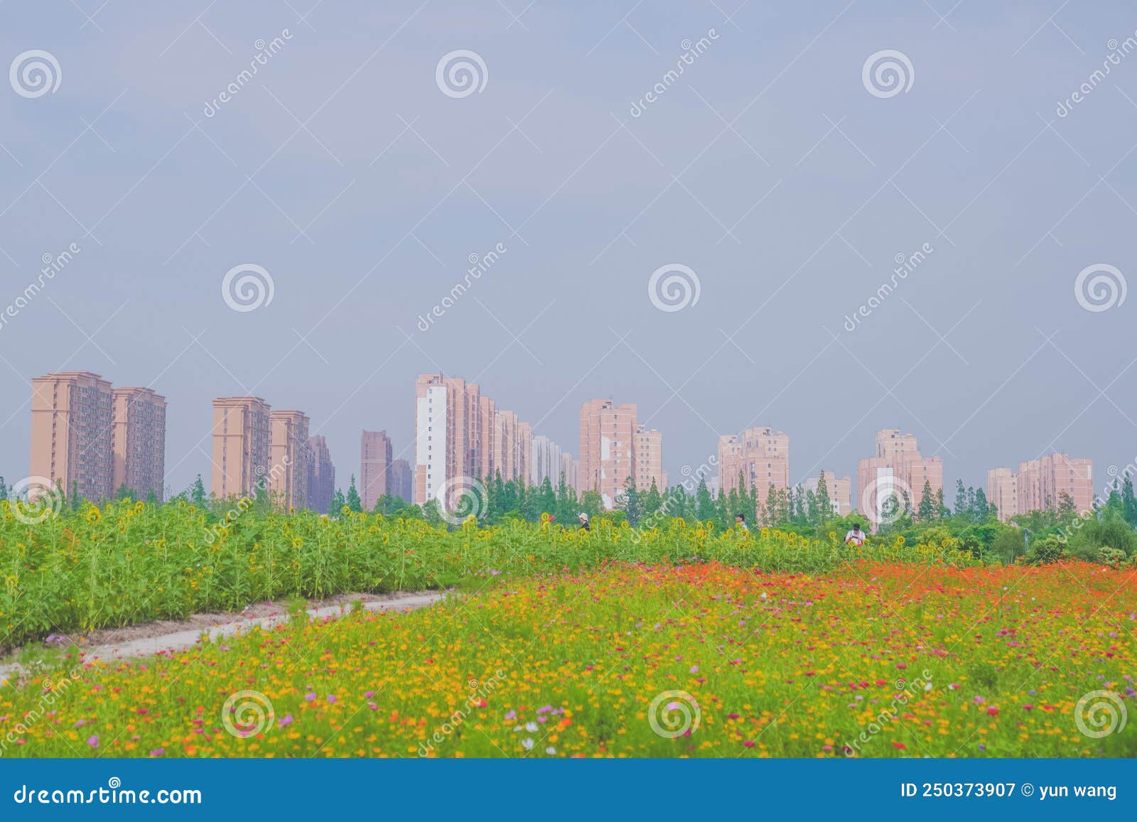 A beautiful sea of daisies stock image. Image of botany 250373907