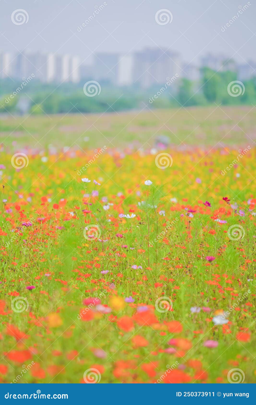 A beautiful sea of daisies stock image. Image of blooming 250373911