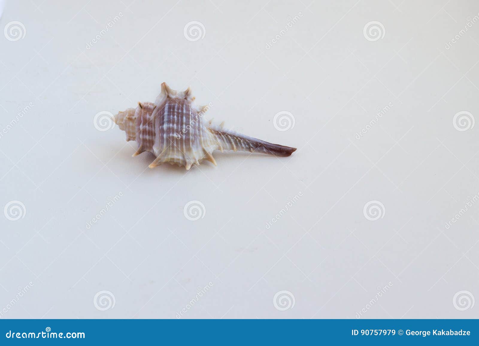 beautiful sea shell murex elenensis on a white background