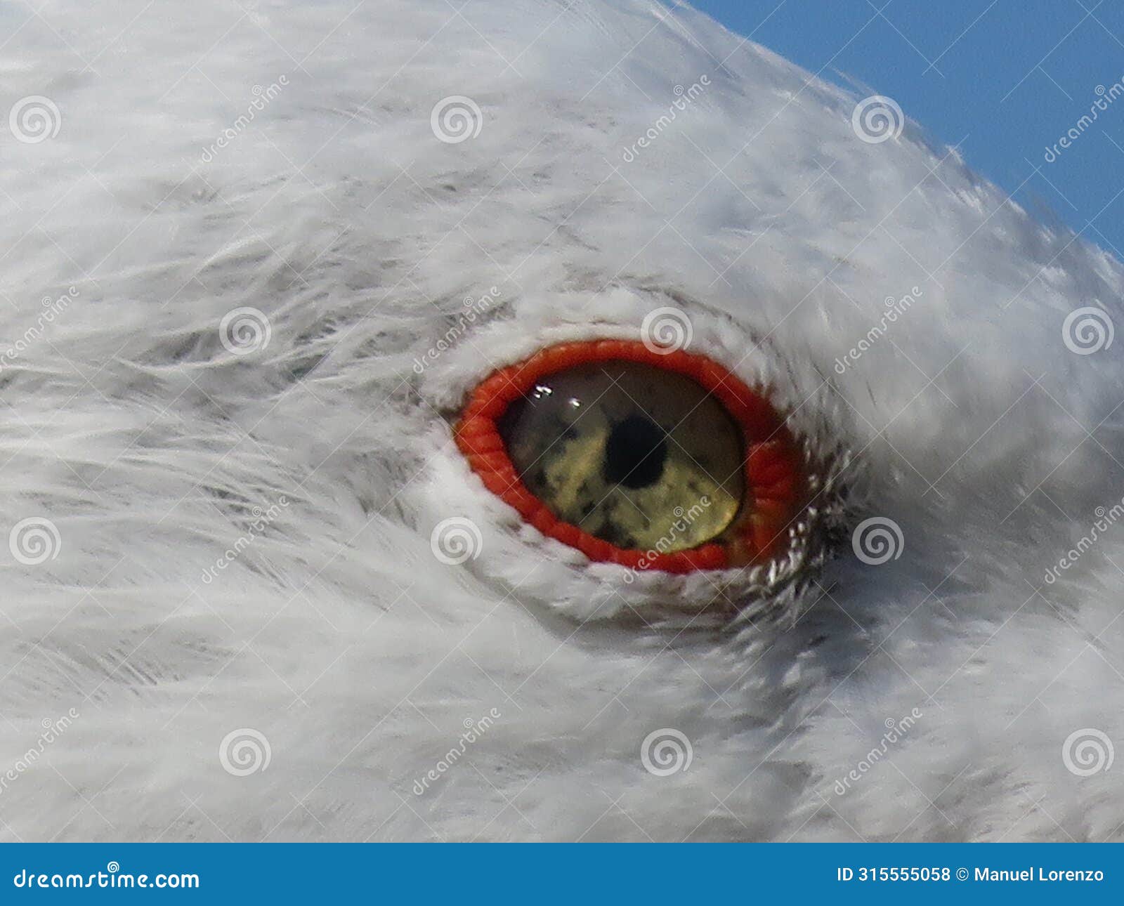 beautiful seagull with piercing terrifying eyes aggressive look