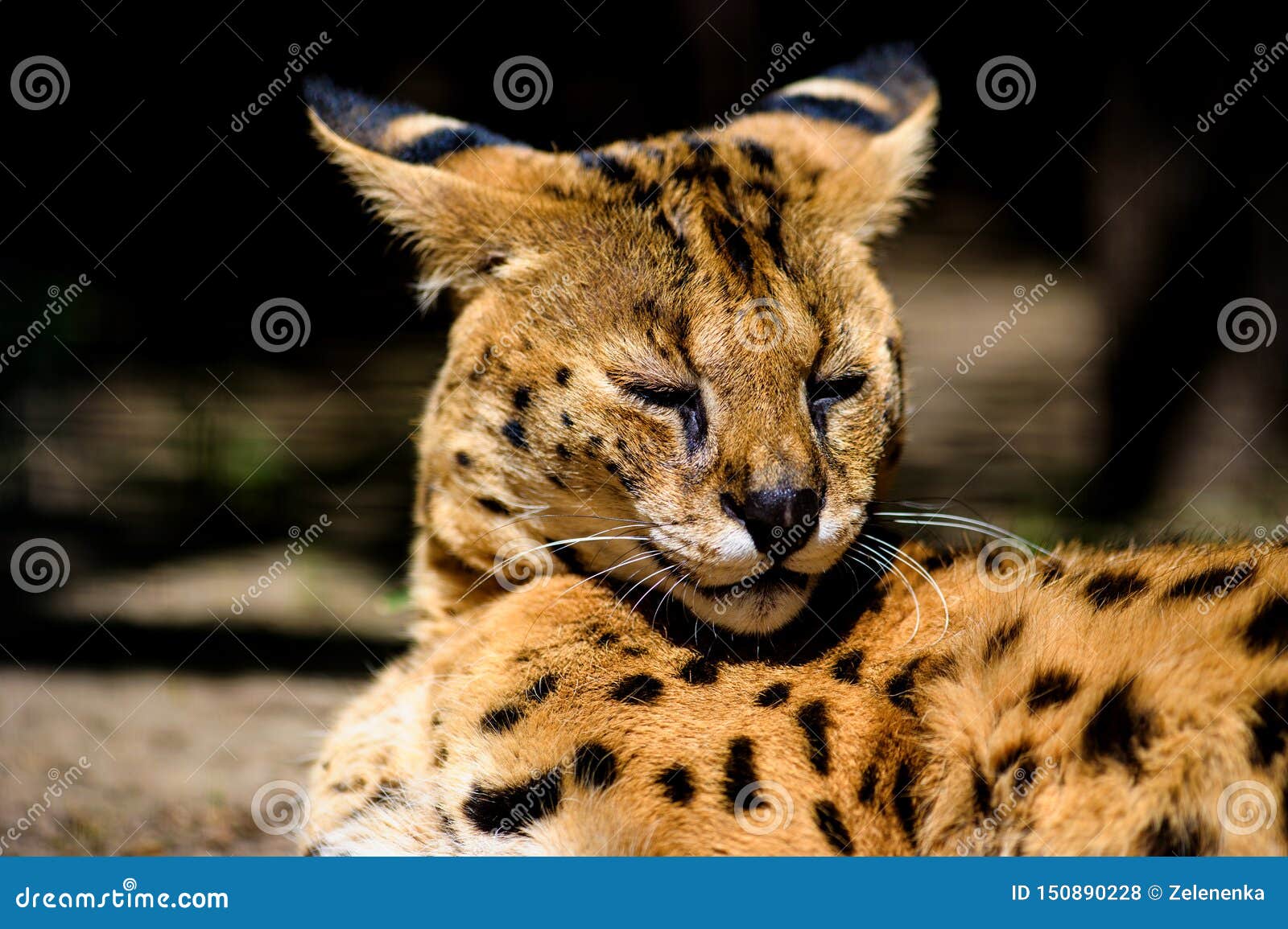 Beautiful serval cat stock photo. Image of eyes, caracal 150890228