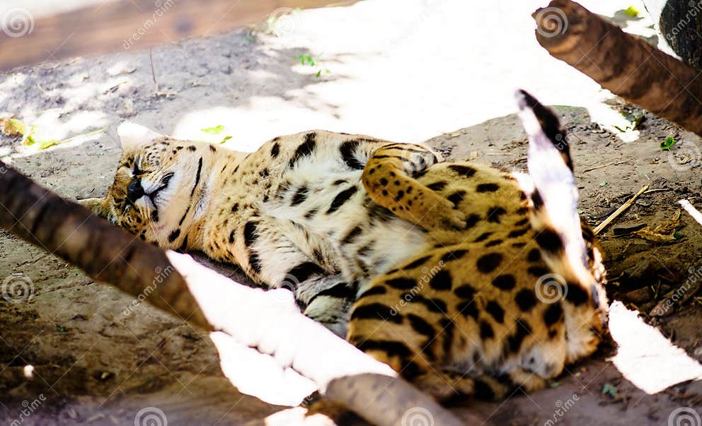 Beautiful serval cat stock image. Image of outdoor, hunt - 150895463