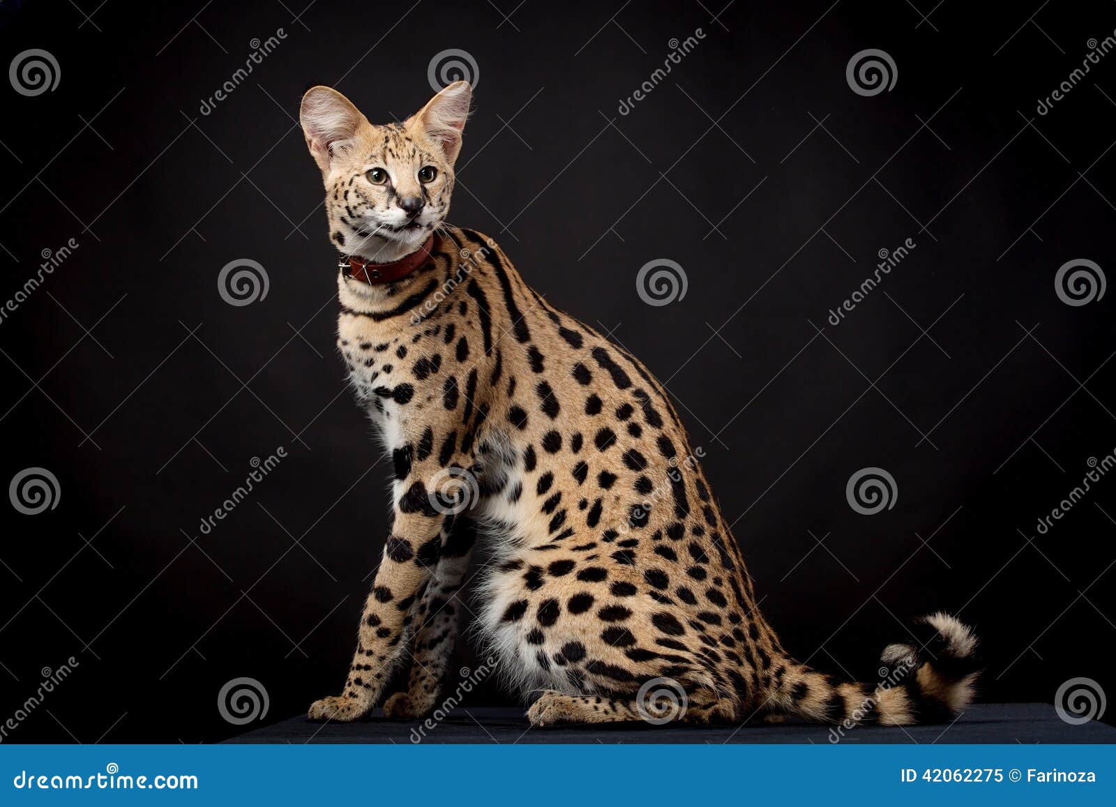 beautiful serval, leptailurus serval
