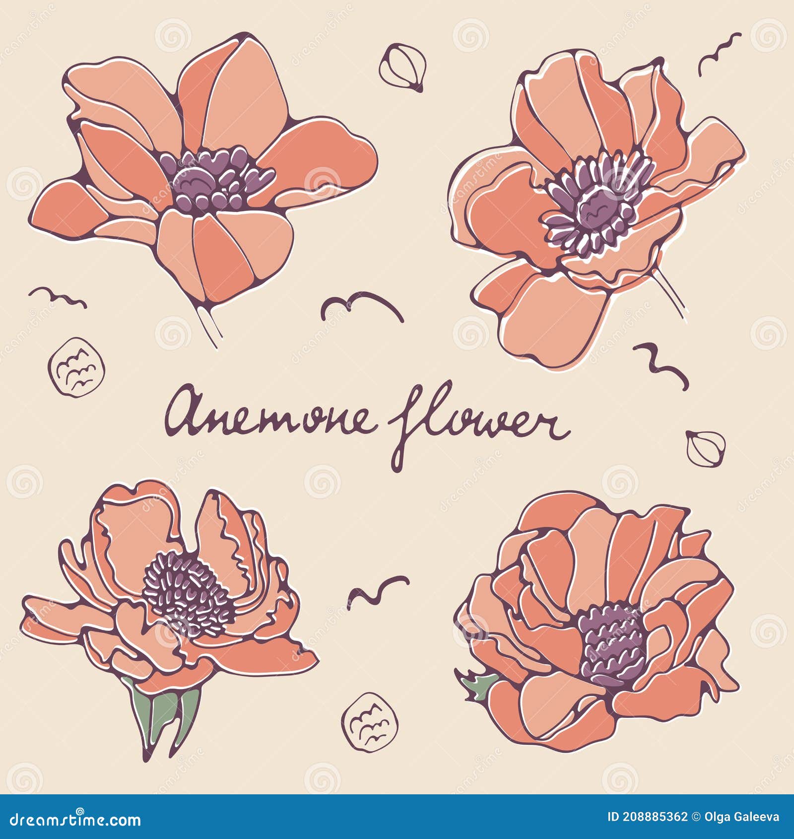 Beautiful Set of Anemone Flowers in Vector Stock Vector Illustration of bloom, petal 208885362