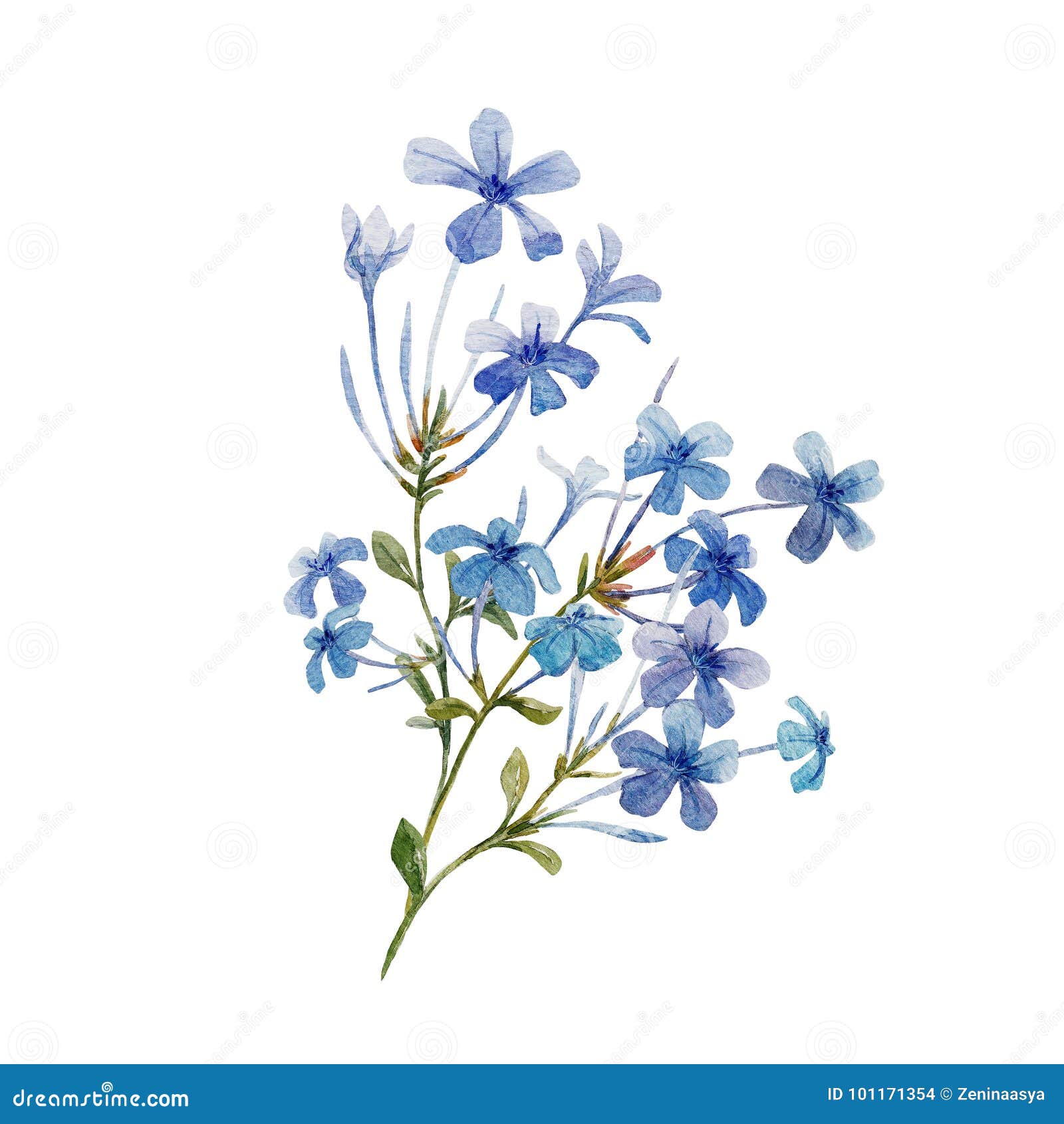 Plumbago Stock Illustrations – 348 Plumbago Stock Plumbago Stock Illustrations – 348 Plumbago Stock