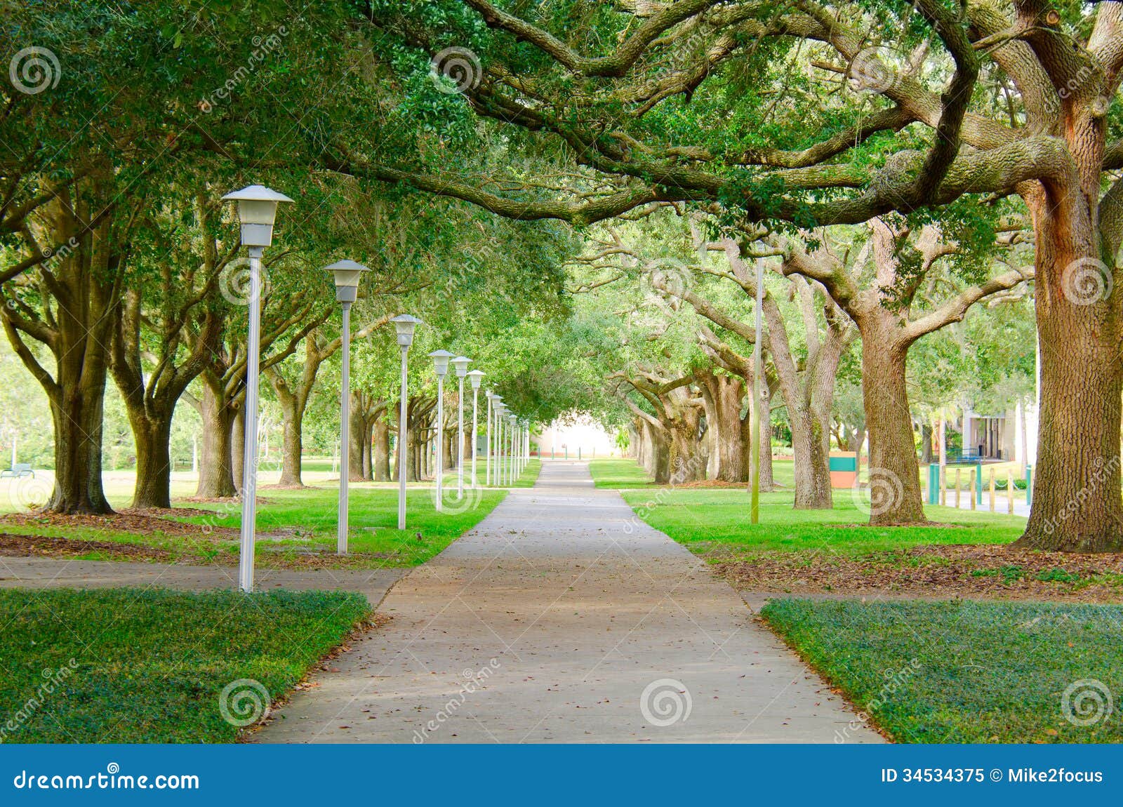 beautiful shaded sidewalk with a lush green tree canopy