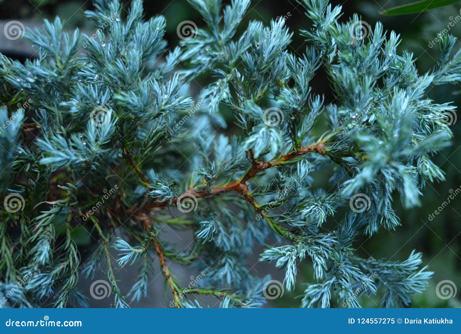 Beautiful And Shaggy Flowers Of A Juniper Blue Green Color Blue Star Stock Image - Image of ...