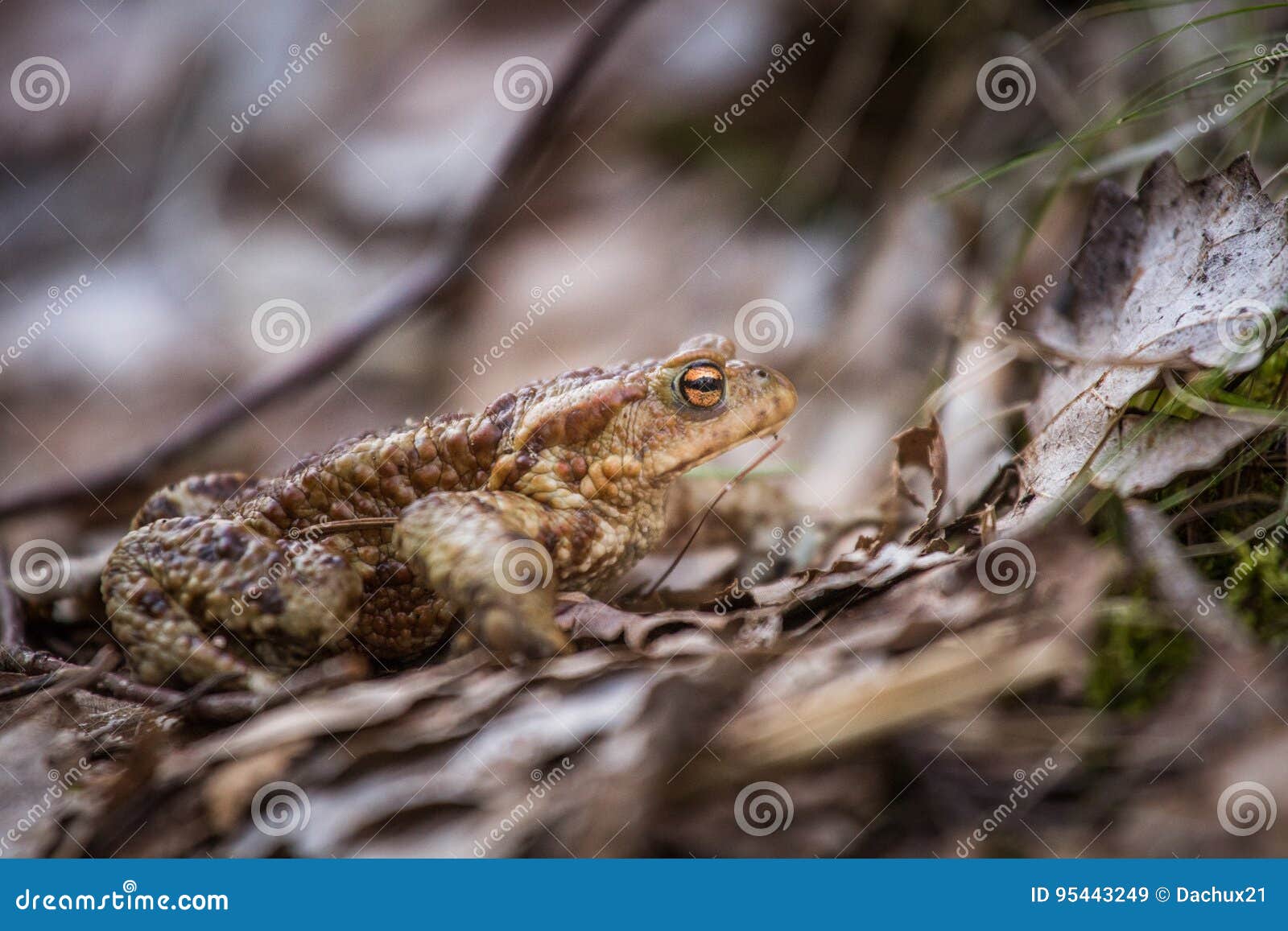 A Beautiful Shallow Depth of Field Closeup of a Toad in a Natural ...