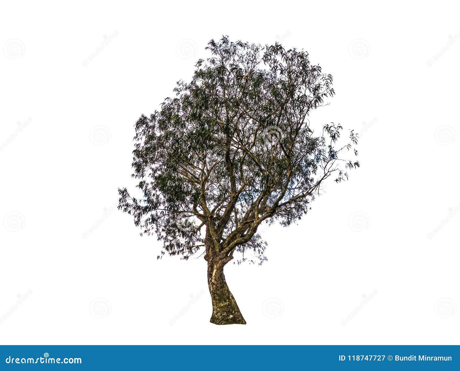 Beautiful Shape Of Green Tree In Black And White Color Isolated On
