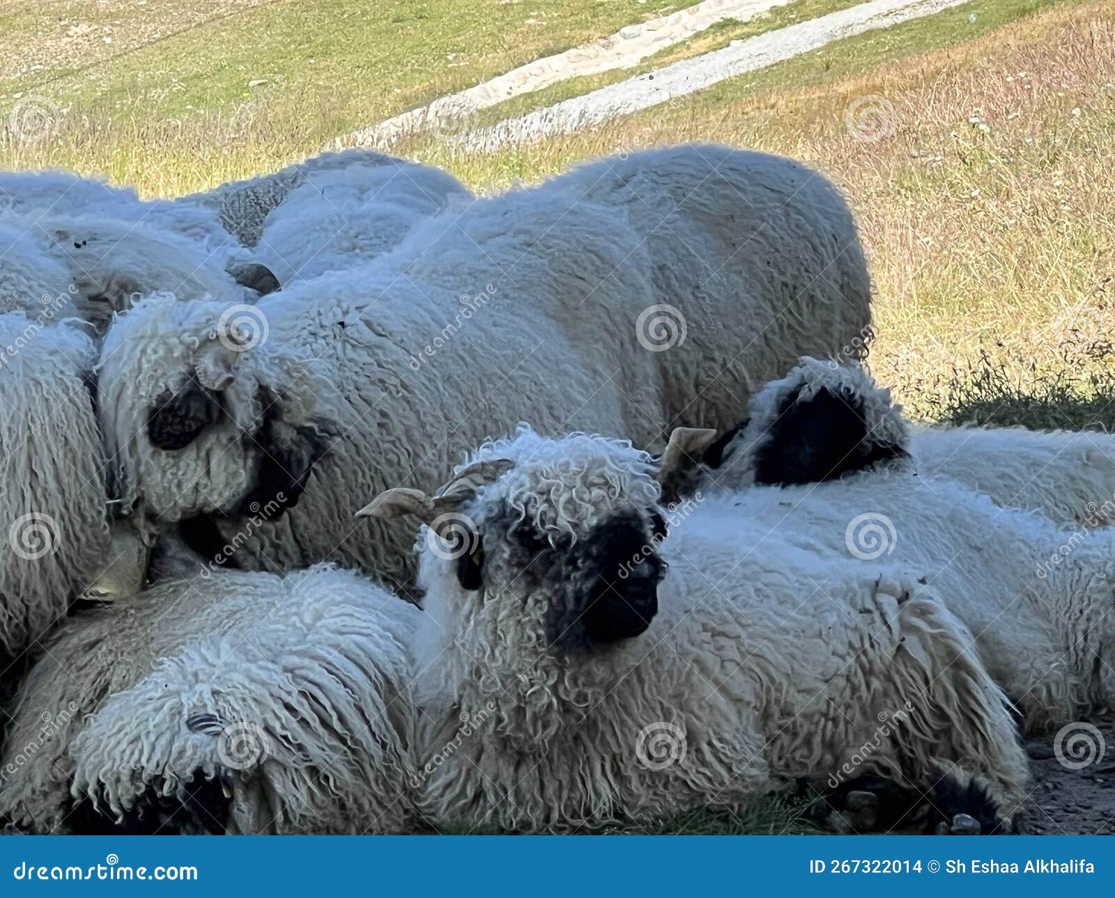 Shocking Discovery! The Mysterious Black Noses of Valais Sheep Unveiled