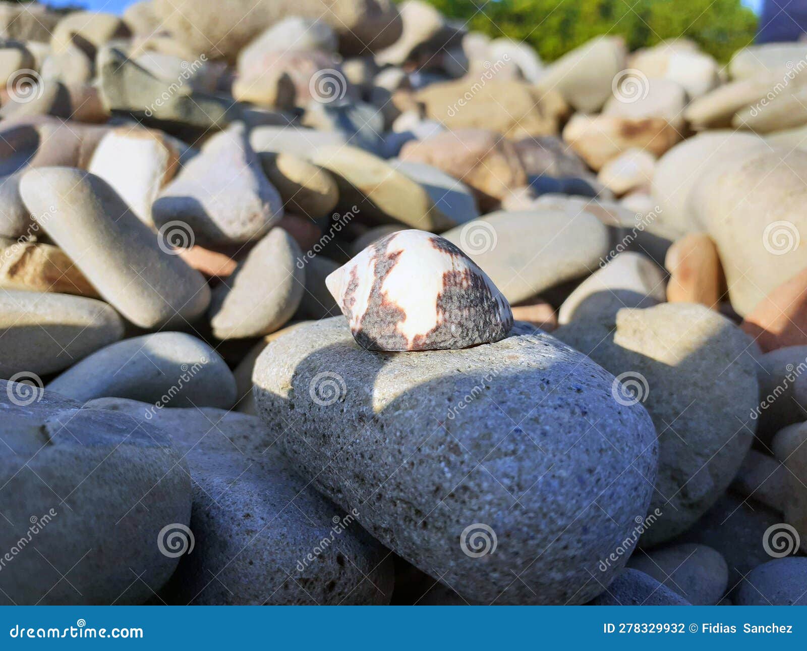 beautiful shell on sea stones, pacific ocean