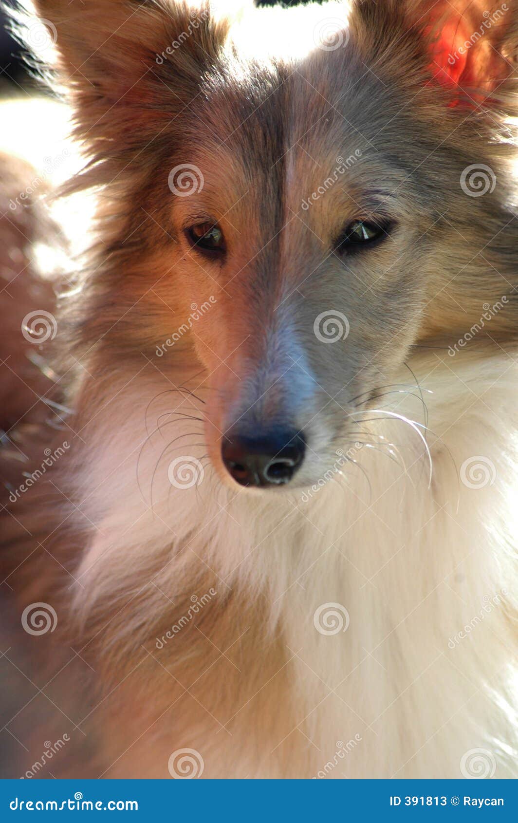 beautiful sheltie sable dog