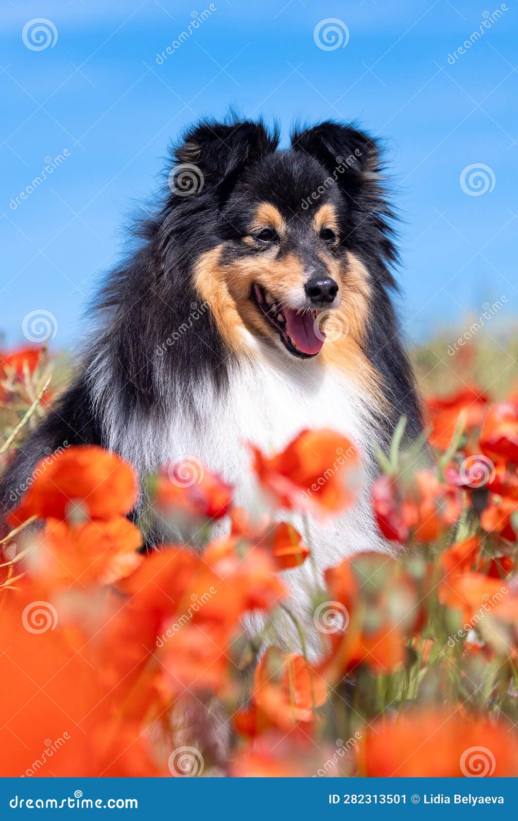 Gorgeous Lassie look-alike!!  Collie puppies, Collie dog, Sheltie