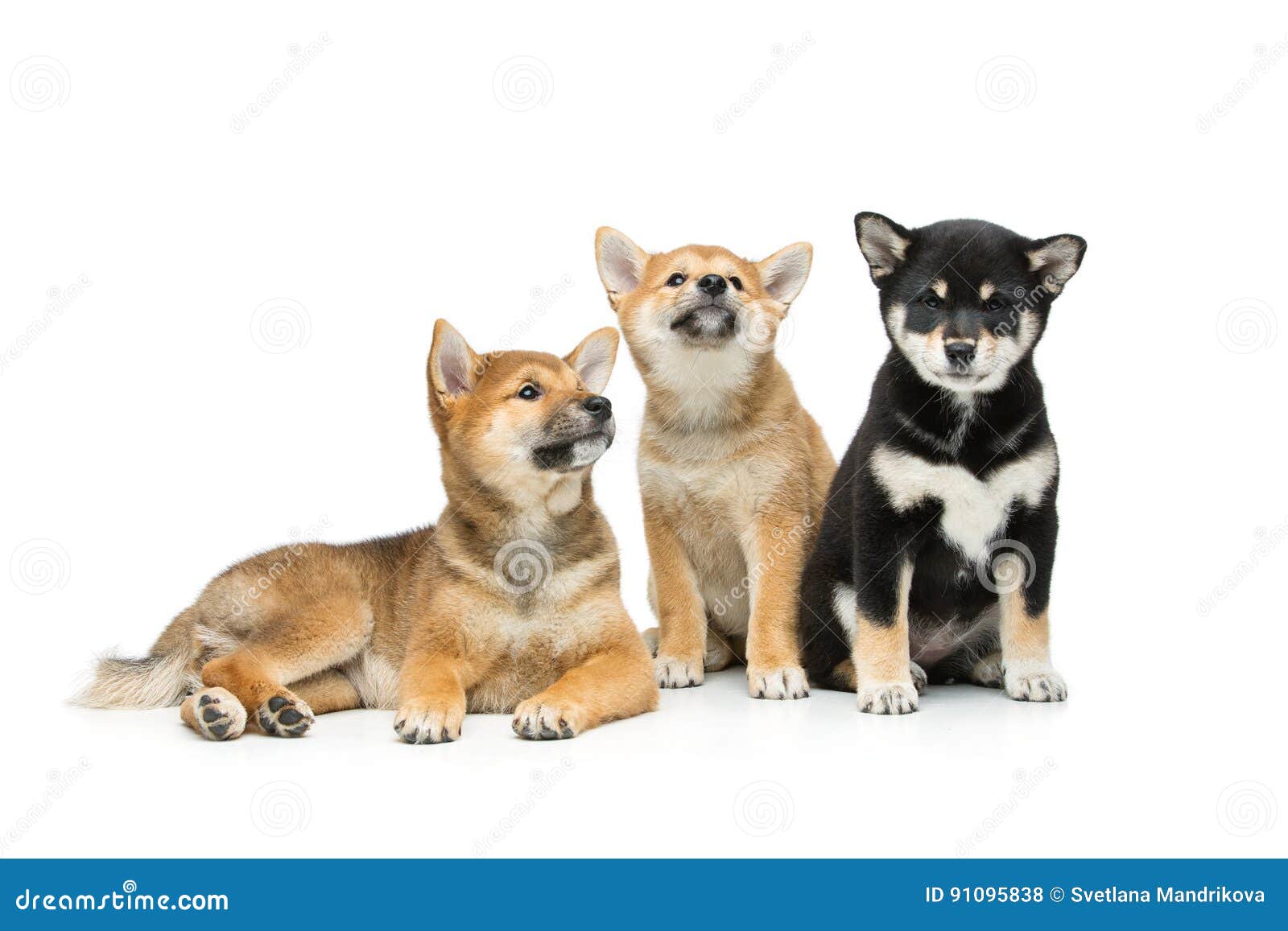 Beautiful Shiba Inu Puppies Isolated On White Stock Photo