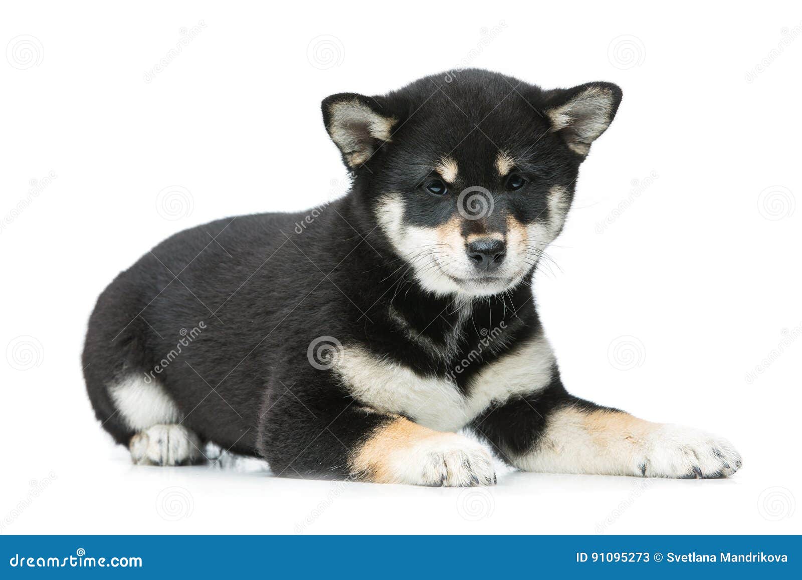 Beautiful Shiba Inu Puppy Isolated On White Stock Image Image Of
