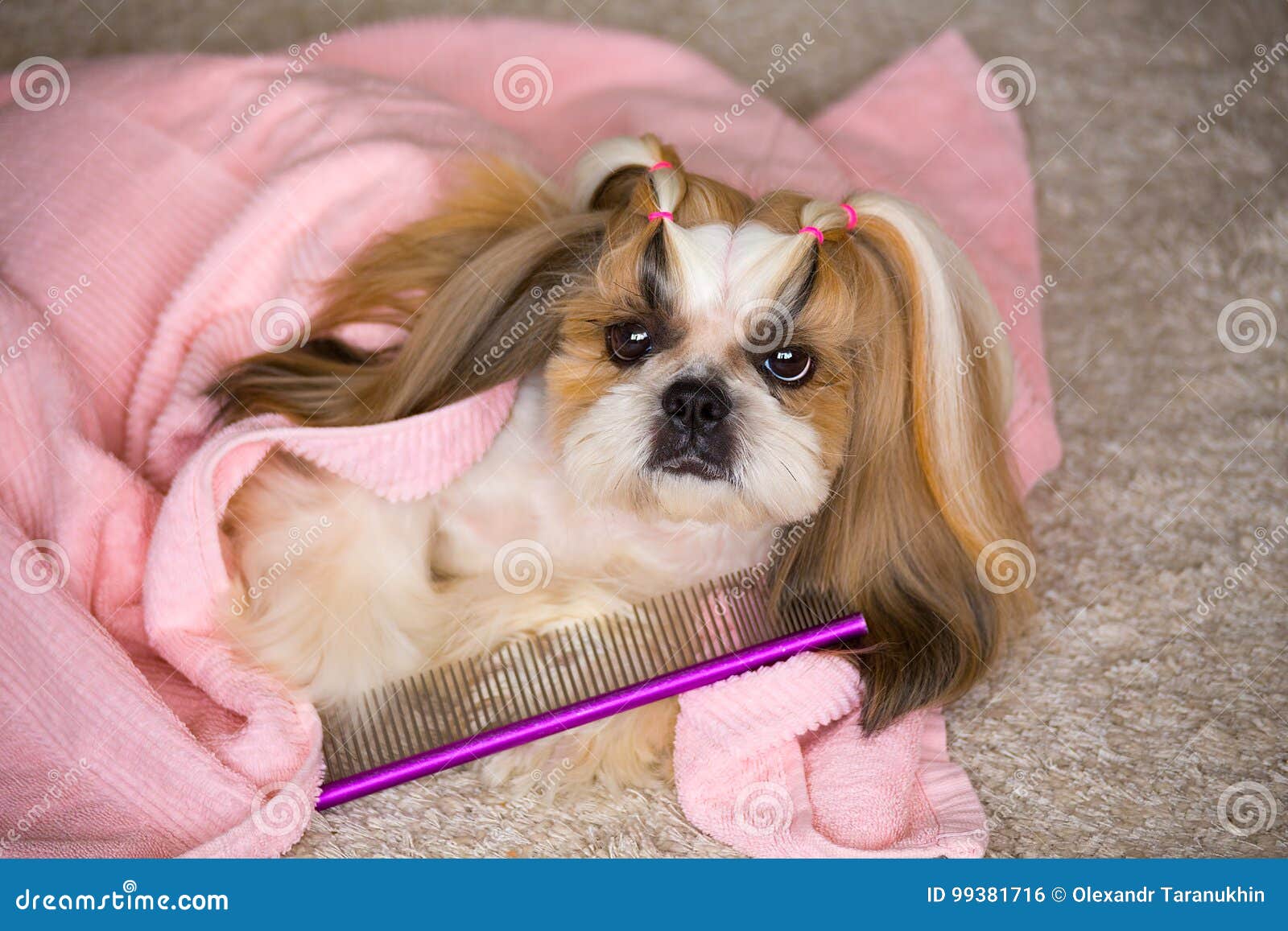 Beautiful Shih Tzu Dog At The Groomer S Hands With Comb