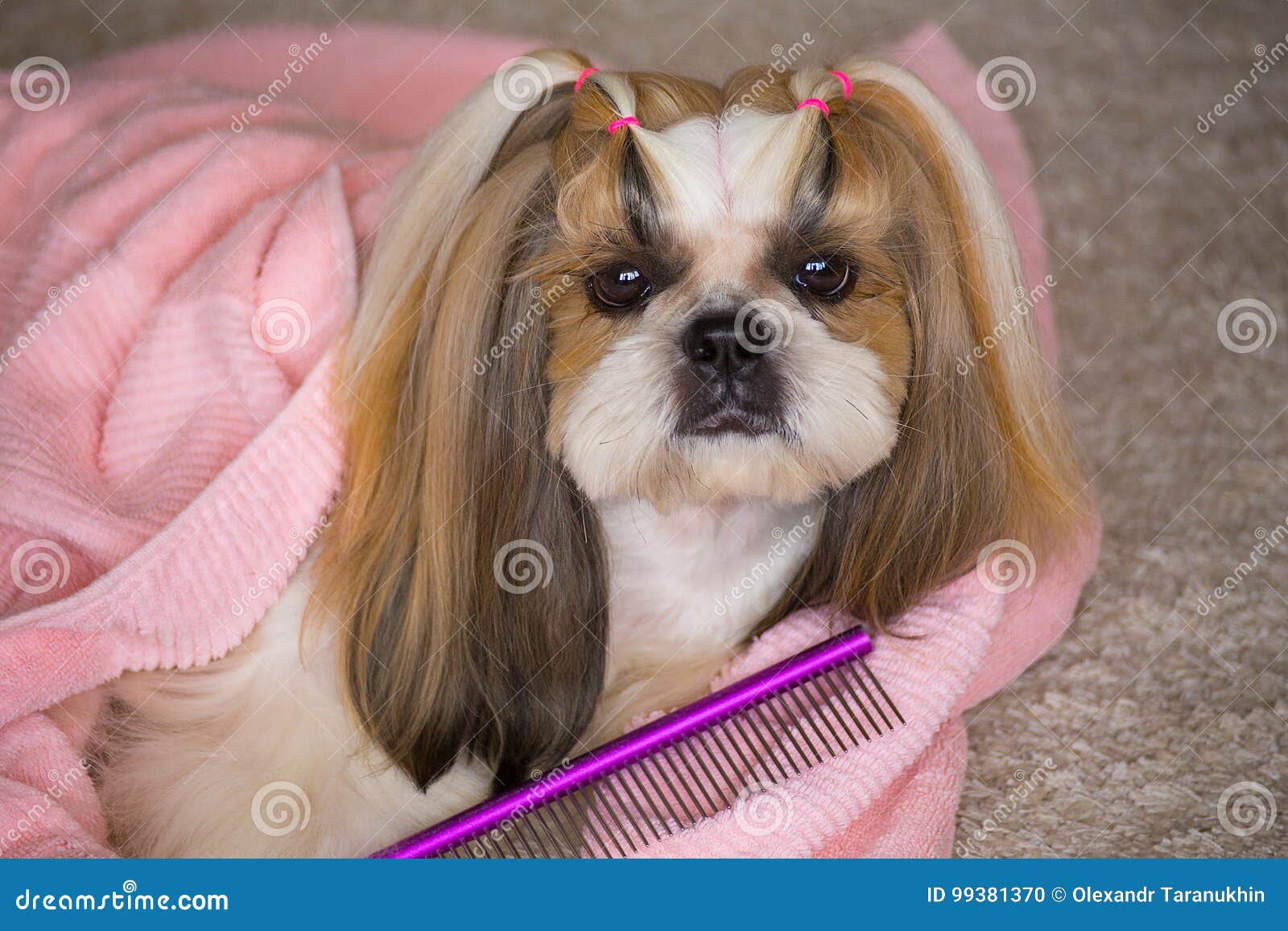 Beautiful Shih Tzu Dog At The Groomer S Hands With Comb