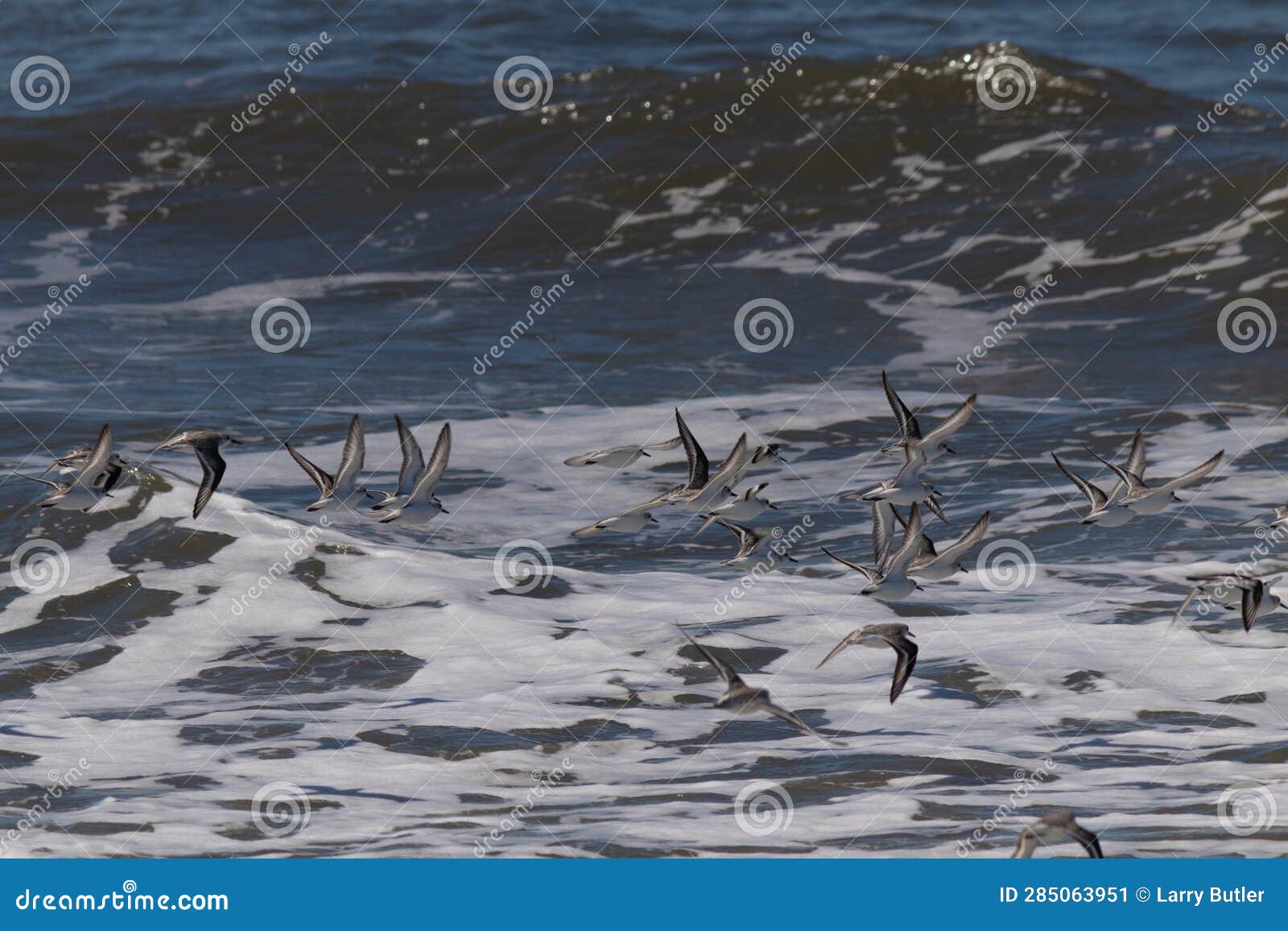 beautiful shorebirds in a flock over the water