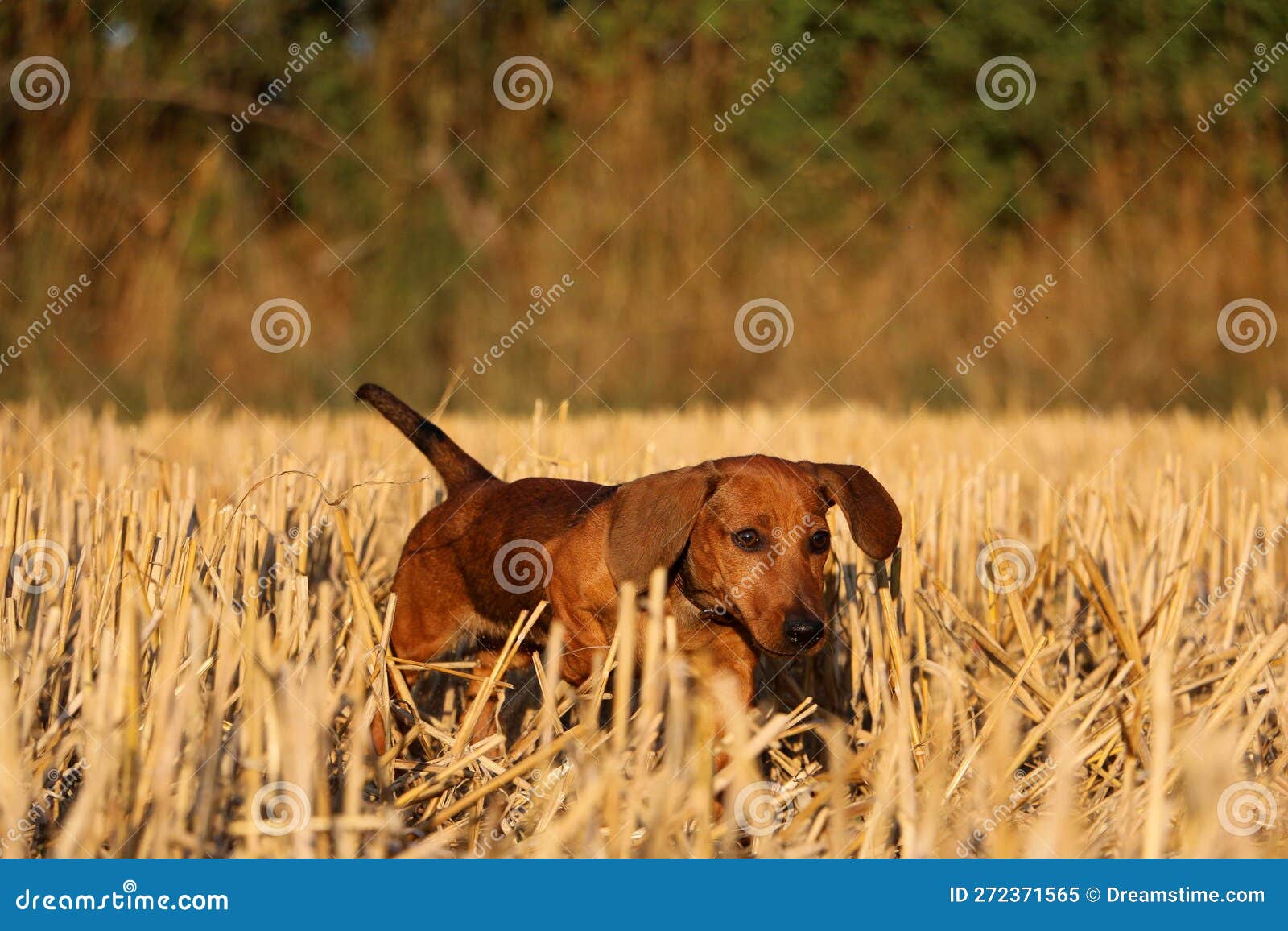 a beautiful shorthaides dachshound is running in a stubble field