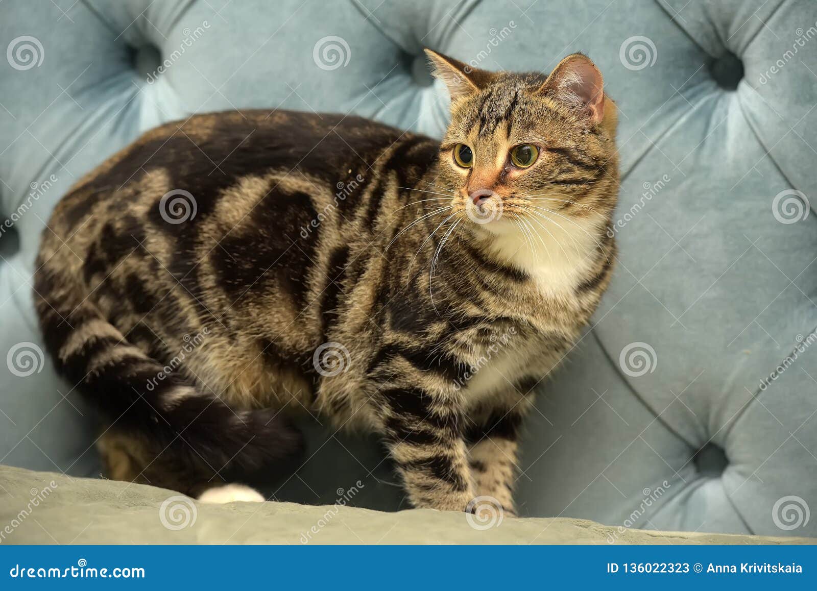 Beautiful Shorthair Cat With A Marble Color Stock Image Image Of Close Color