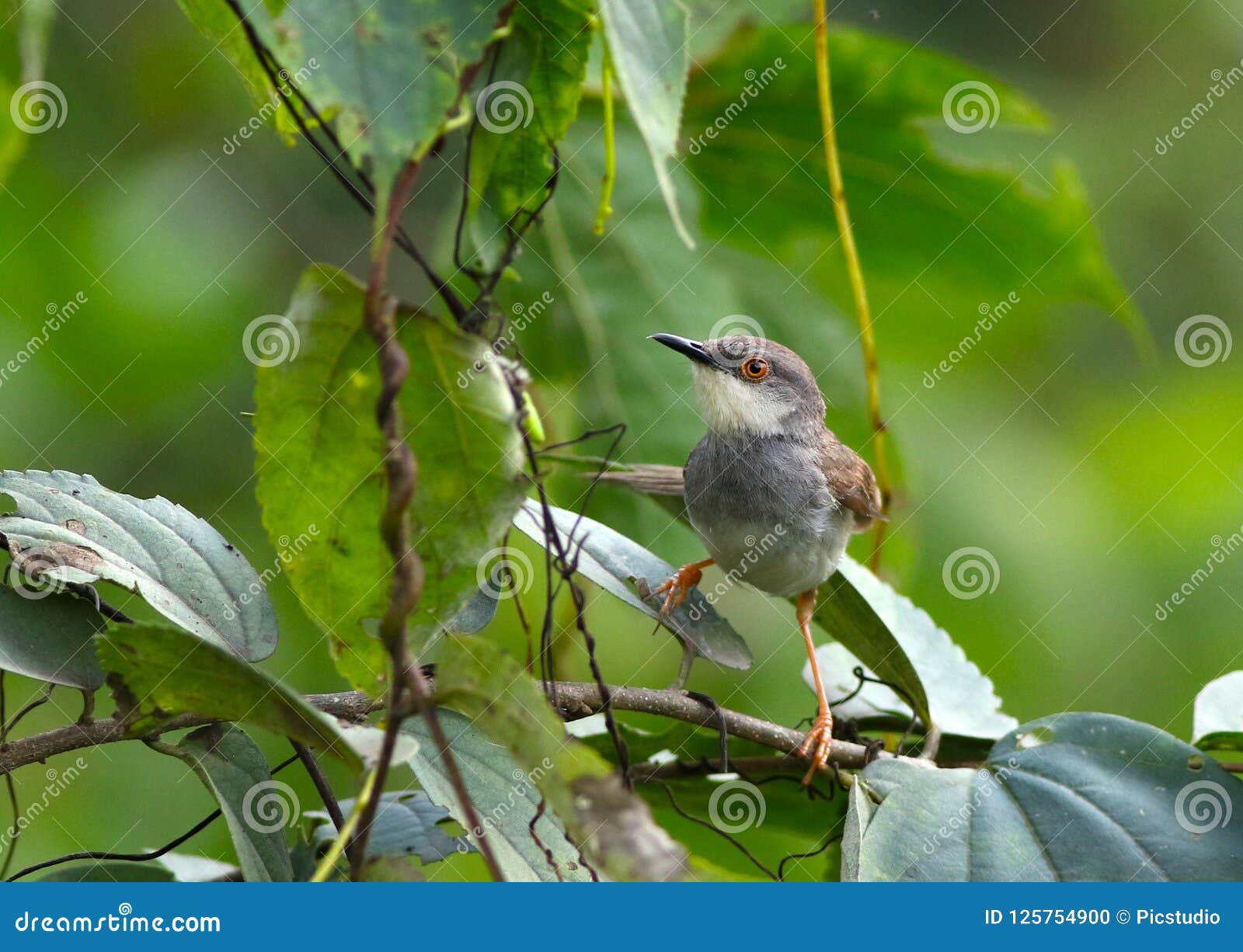 ashy prinia