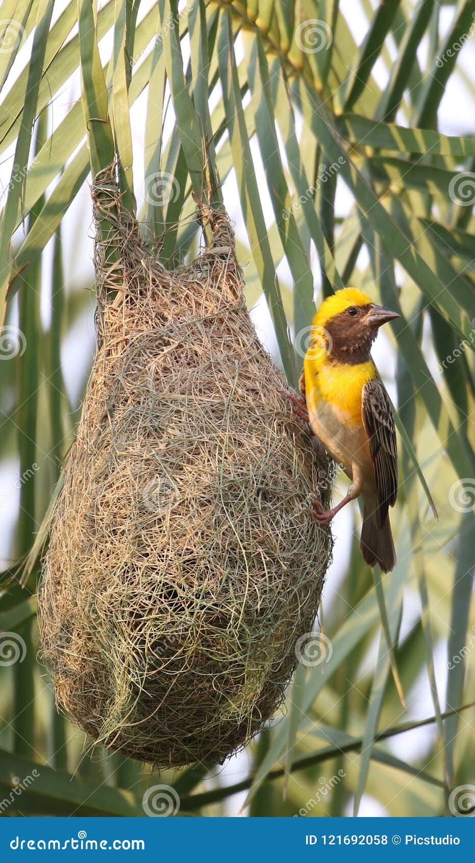 baya weaver