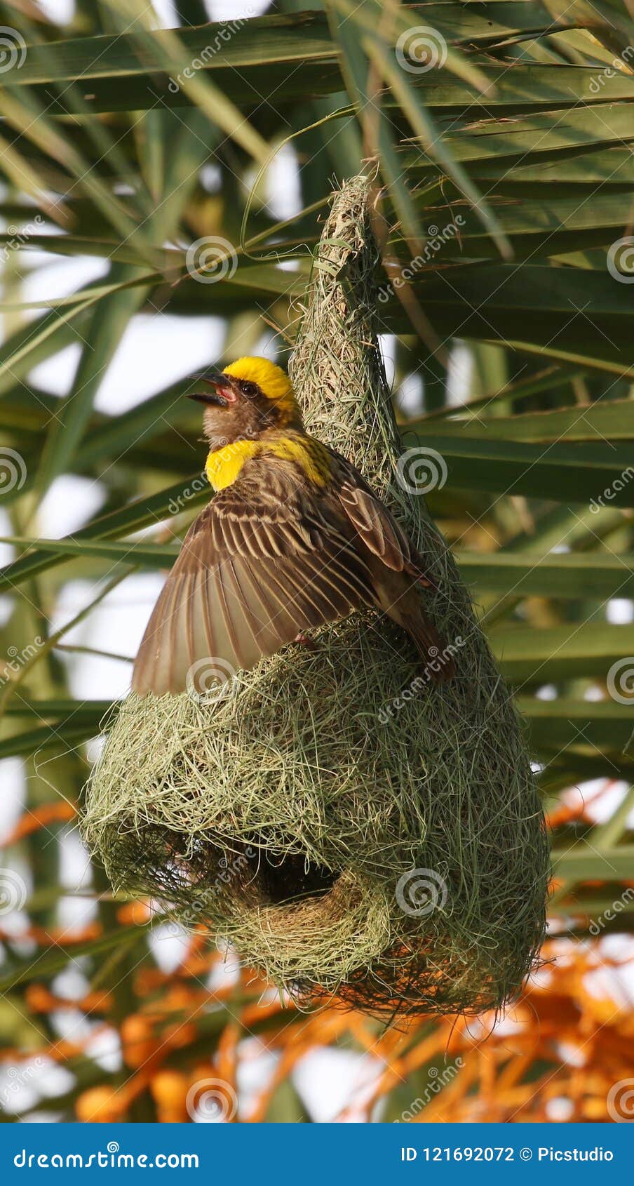 baya weaver