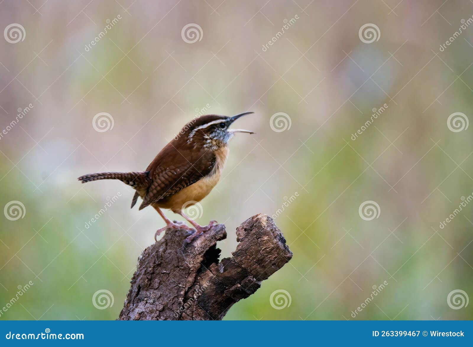 beautiful shot of a carolina wren (thryothorus ludovicianus)with opened beak perched on a tree trunk