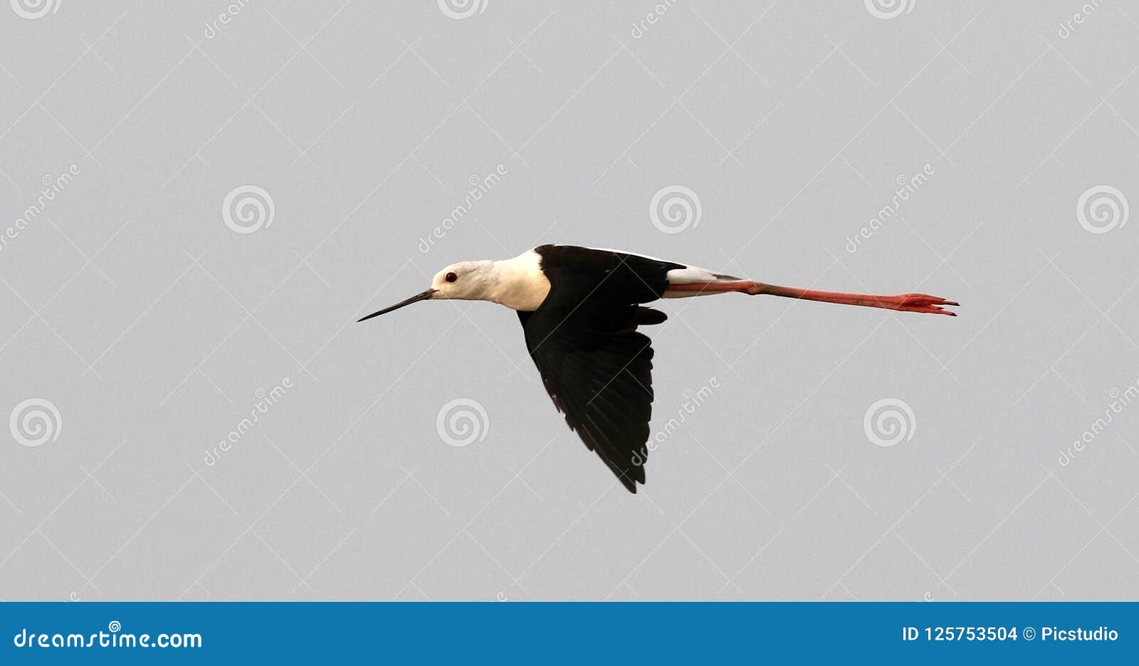 Common Stilt Stock Image 87859411