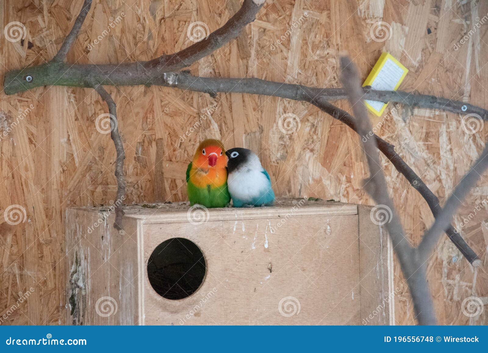 Beautiful Shot of a Couple of Love Birds on a Nesting Box Stock Photo