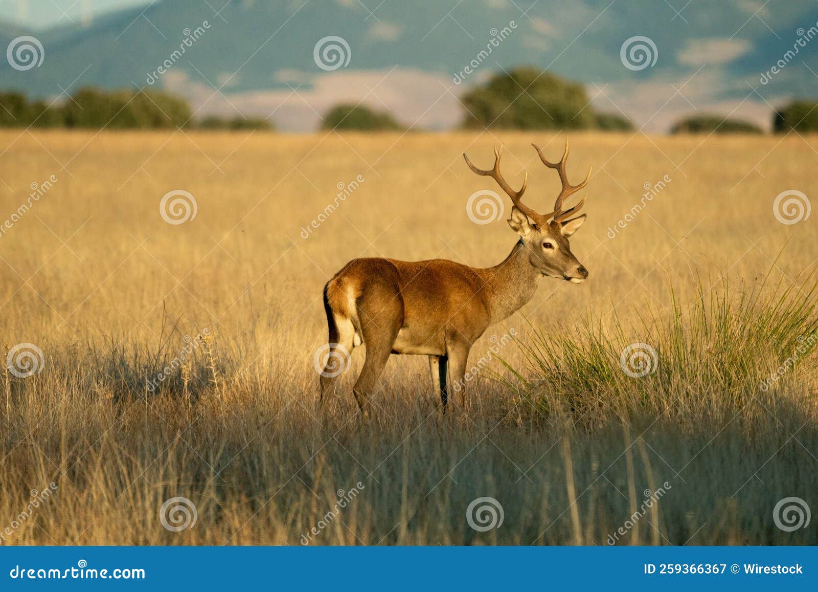 beautiful shot of a deer on the grass field of cabaneros national park in montes de toledo, spain