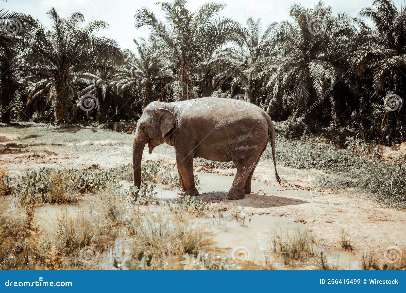Beautiful Shot of an Elephant in Its Natural Habitat Stock Image