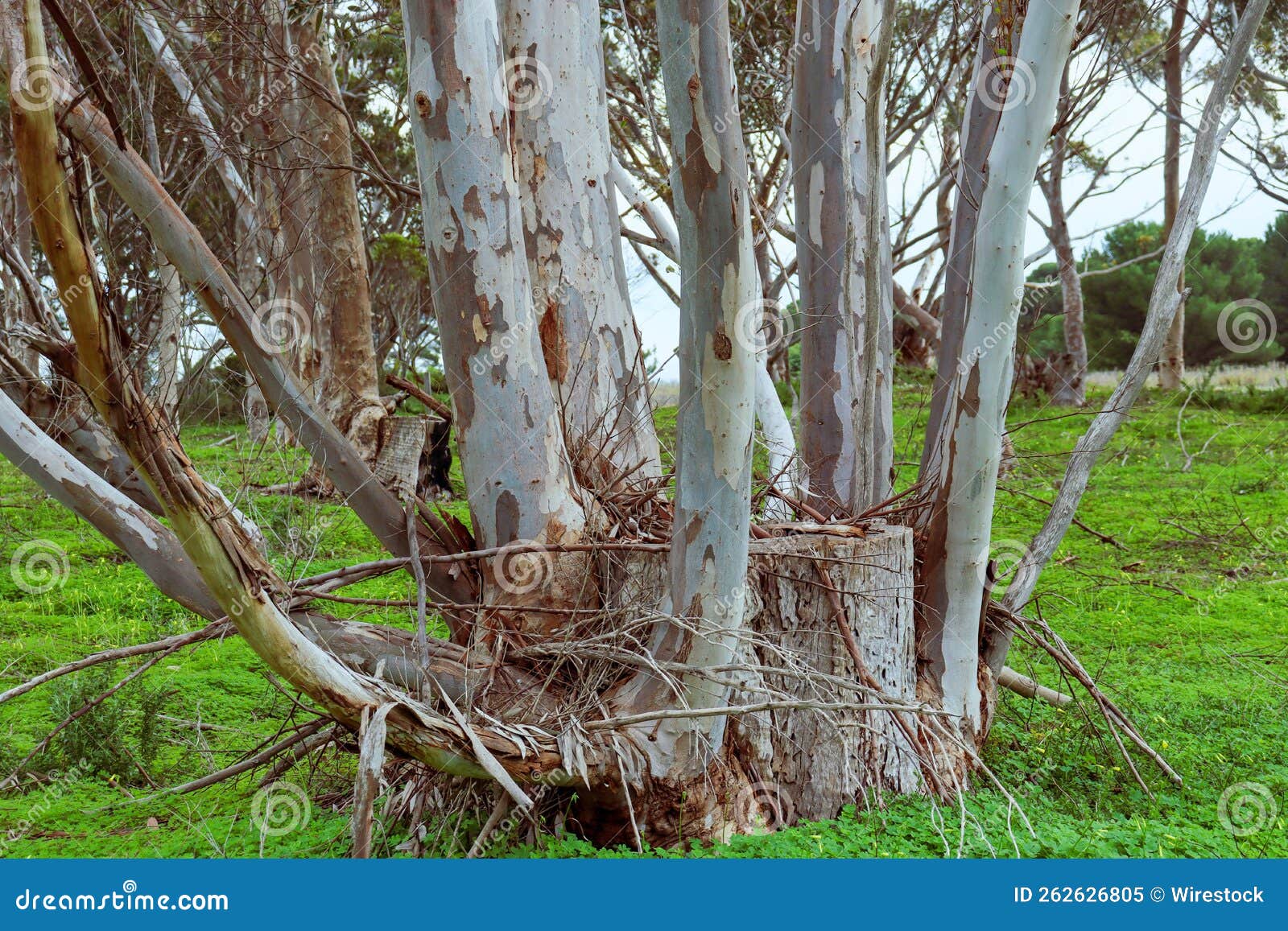 Beautiful Shot of Eucalyptus Trees in Bushland Stock Image Image of