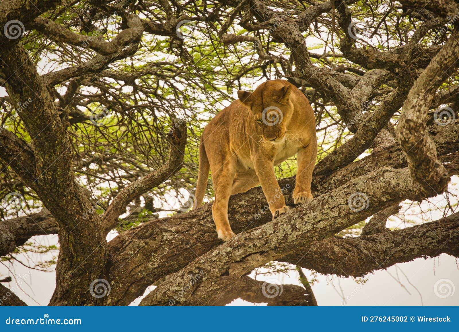 Beautiful Shot of a Lion Climbing Up Tree Branches Stock Photo Image
