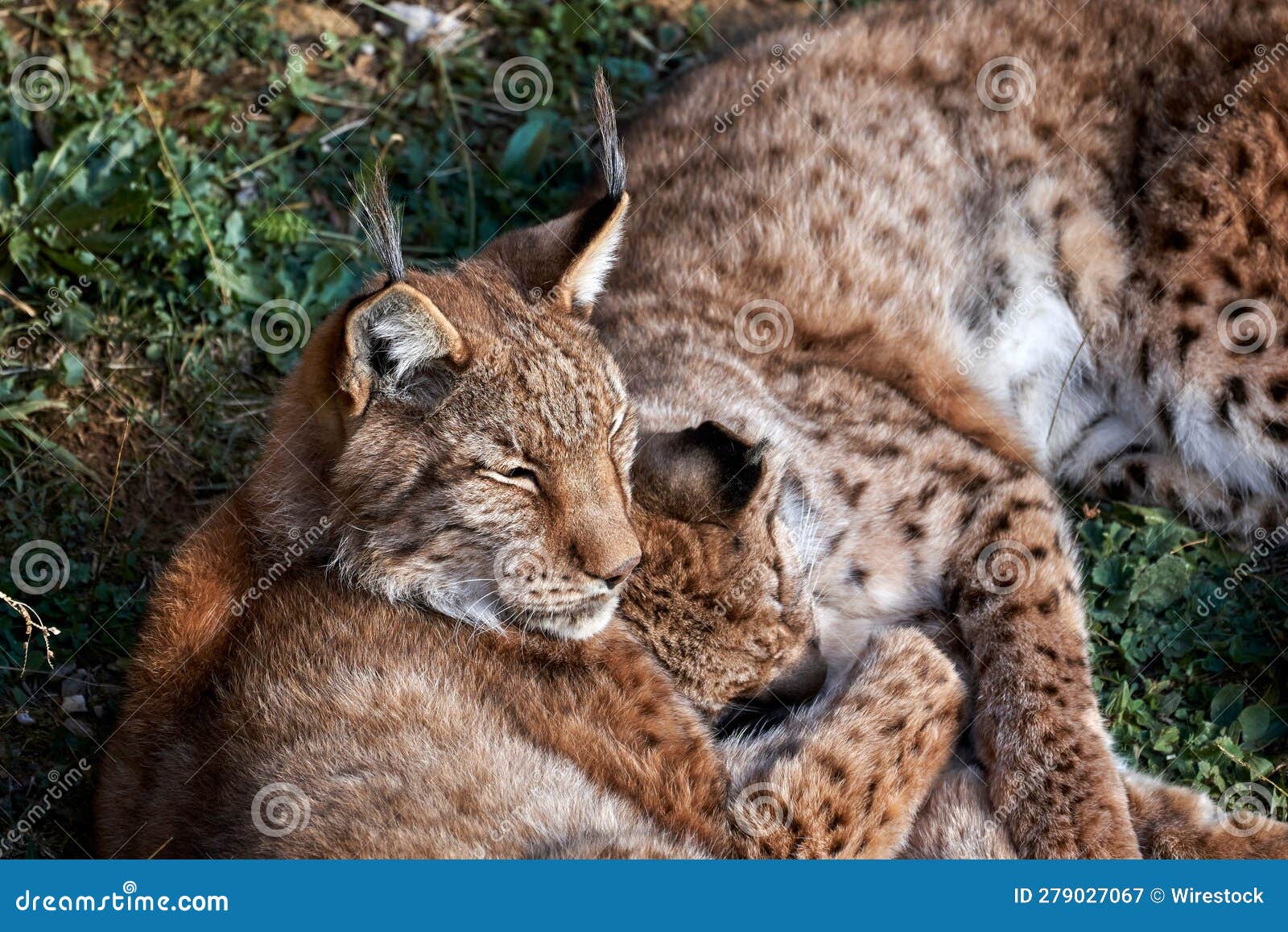 beautiful shot of majestic brown lynx animes huddled together in a sunny forest