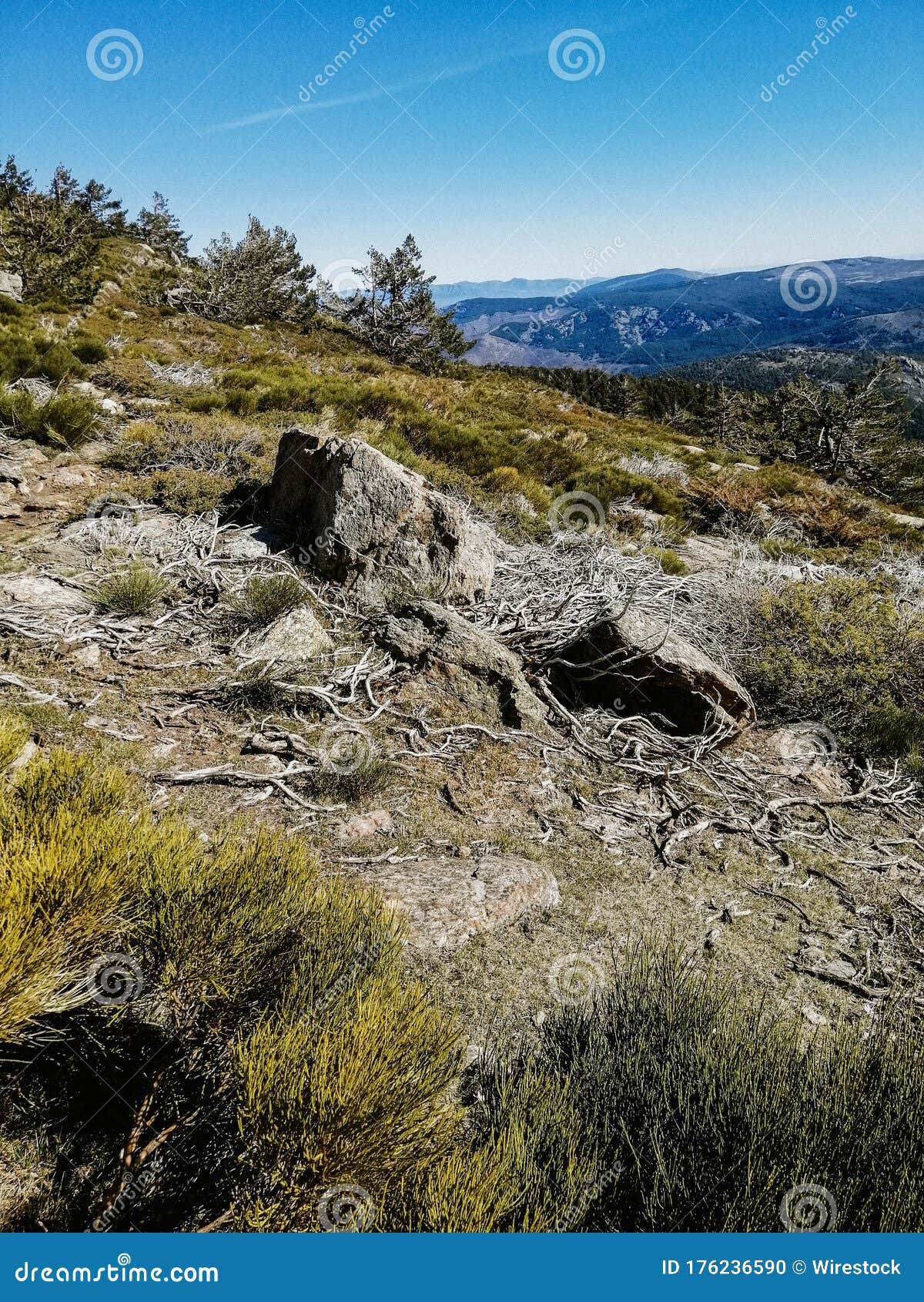 beautiful shot of old tree roots on the ground in penalara mountain in spain on a sunny day