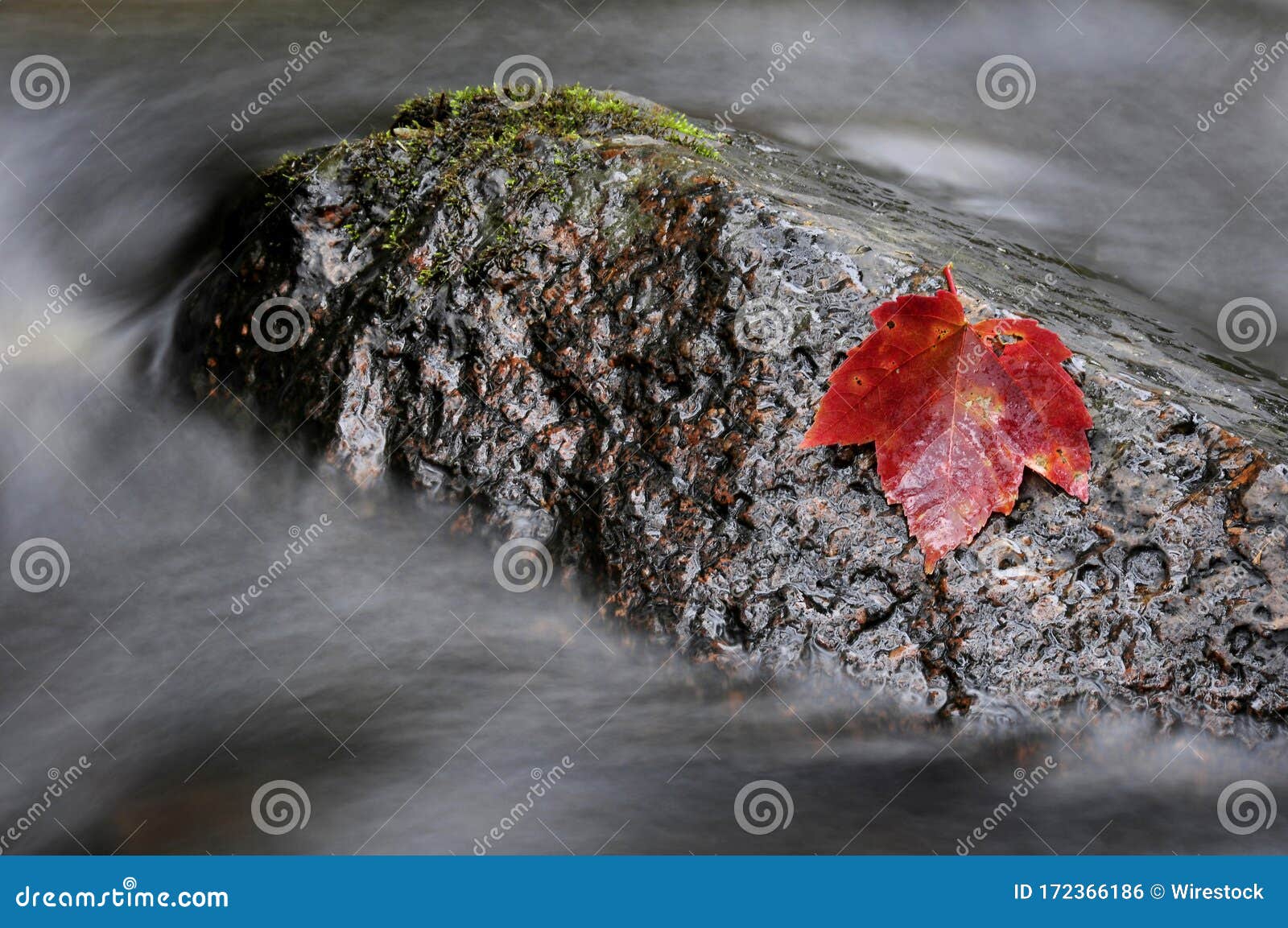 Beautiful Shot Of A Red Maple Leaf On A Rock In Missouri Ozark Stream