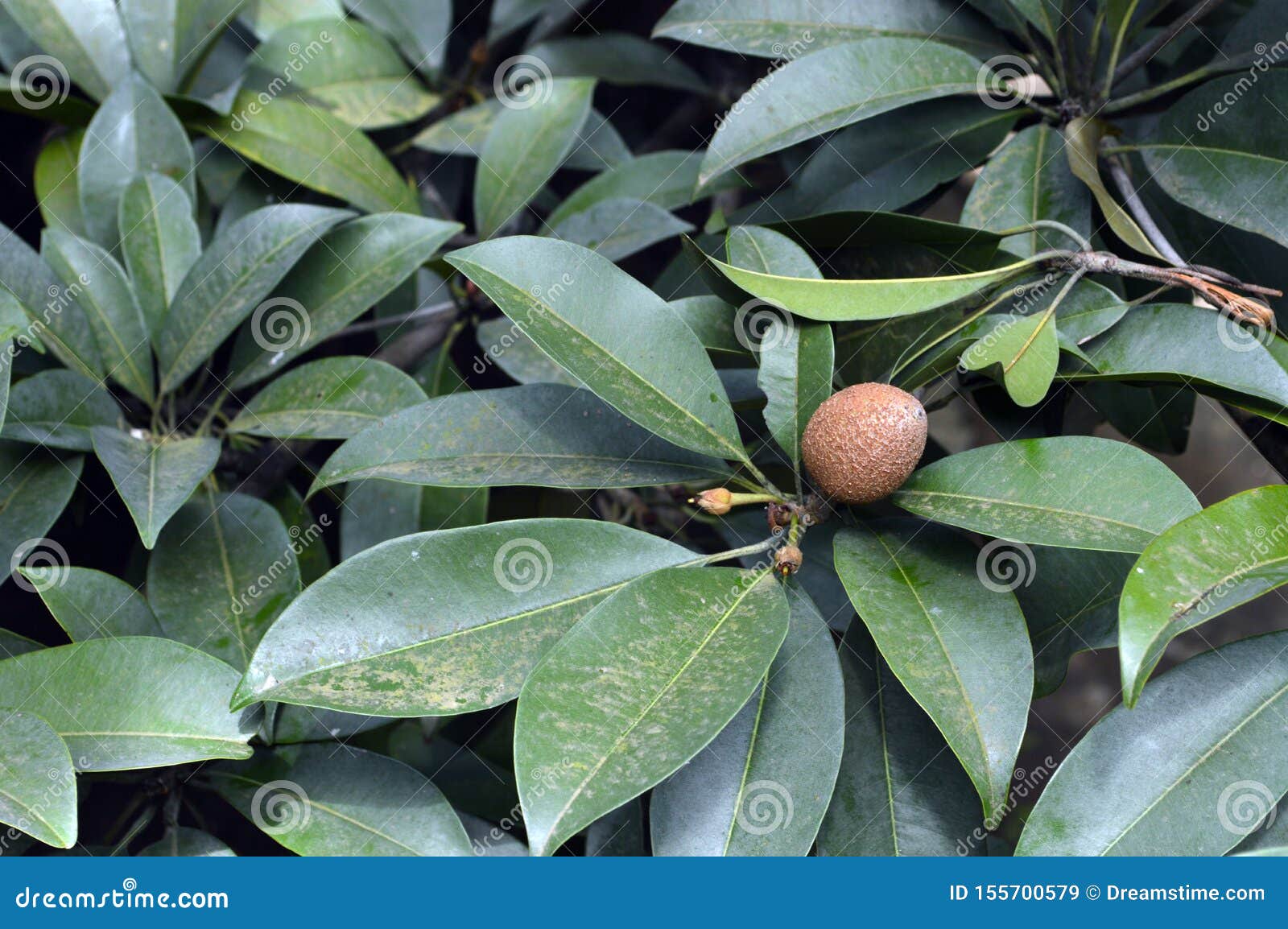 chikoo tree chikoo tree