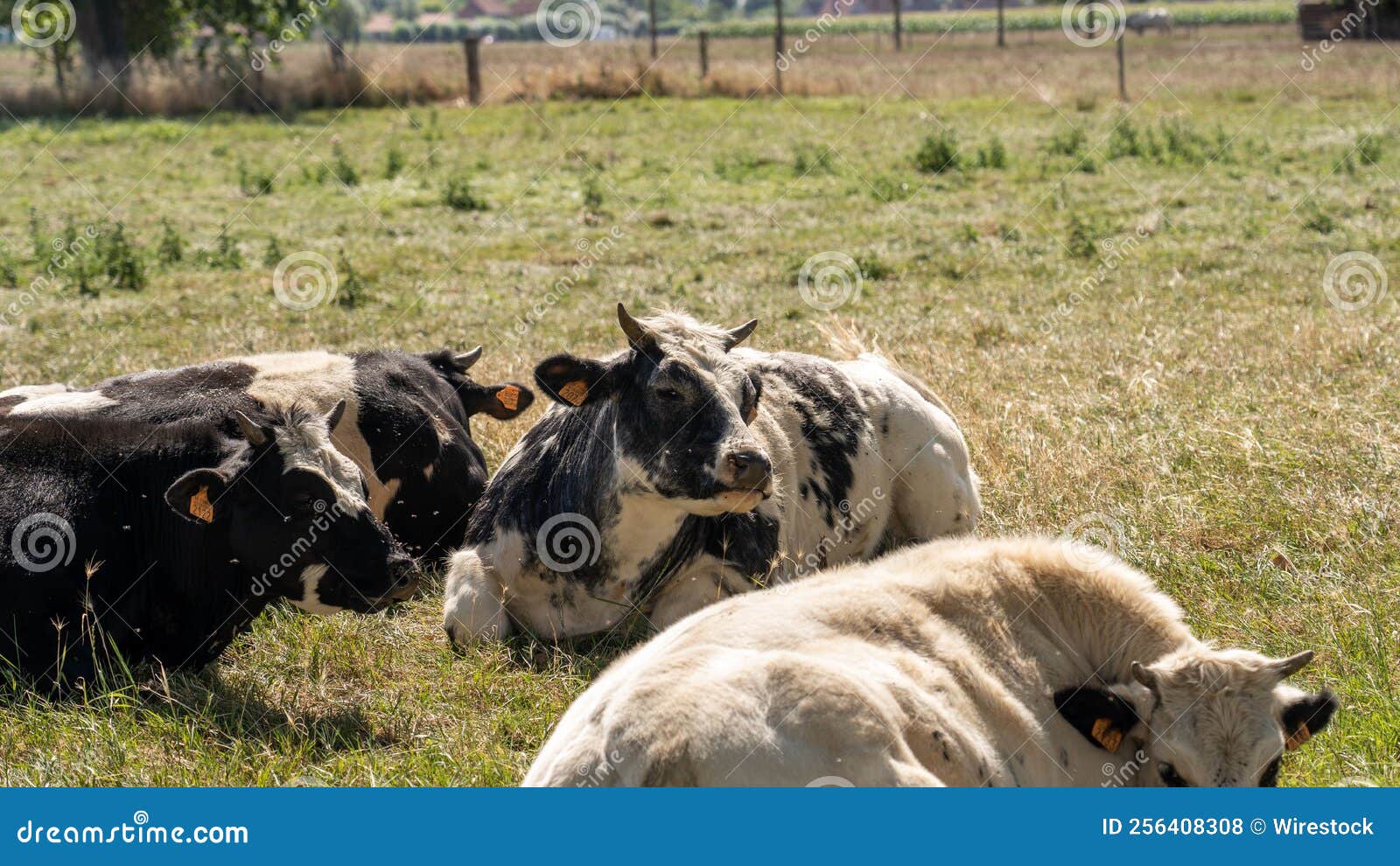Beautiful Shot Of Taurine Cattle Sitting On A Ground Stock Photo