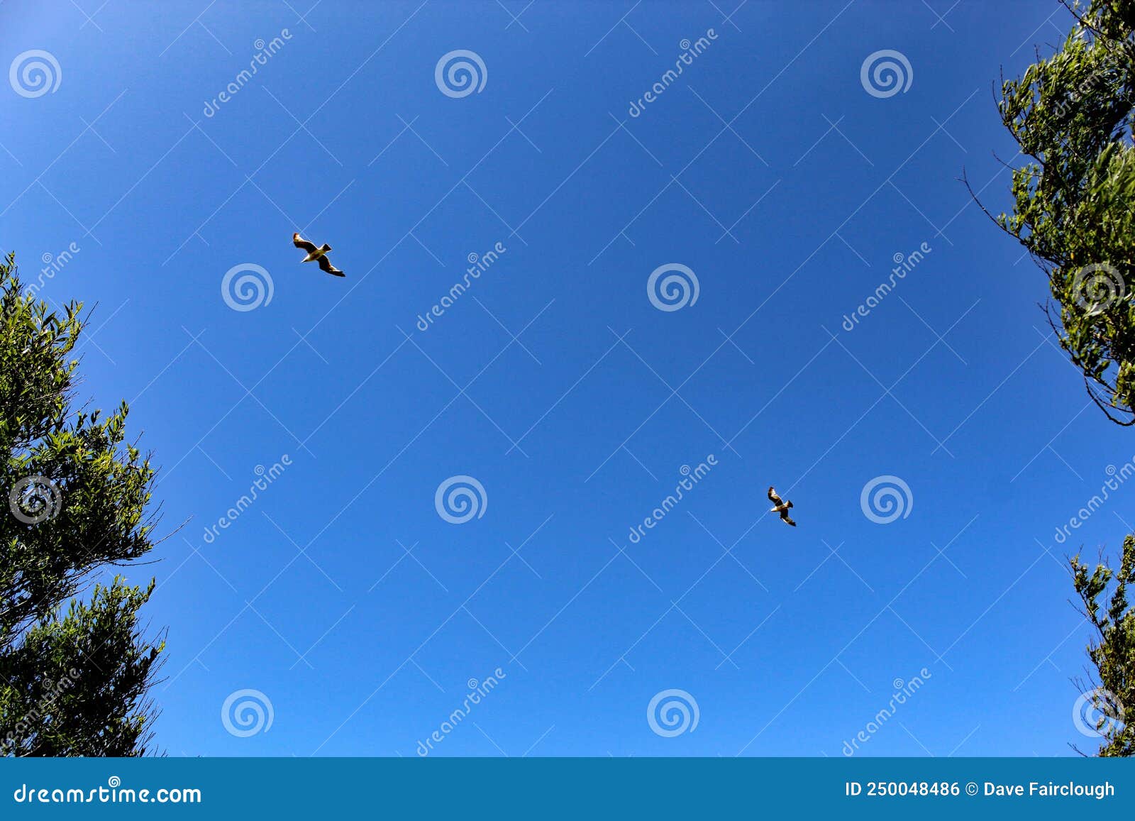 A Beautiful Shot of Two Birds Flying through a Clear Blue Sky Stock