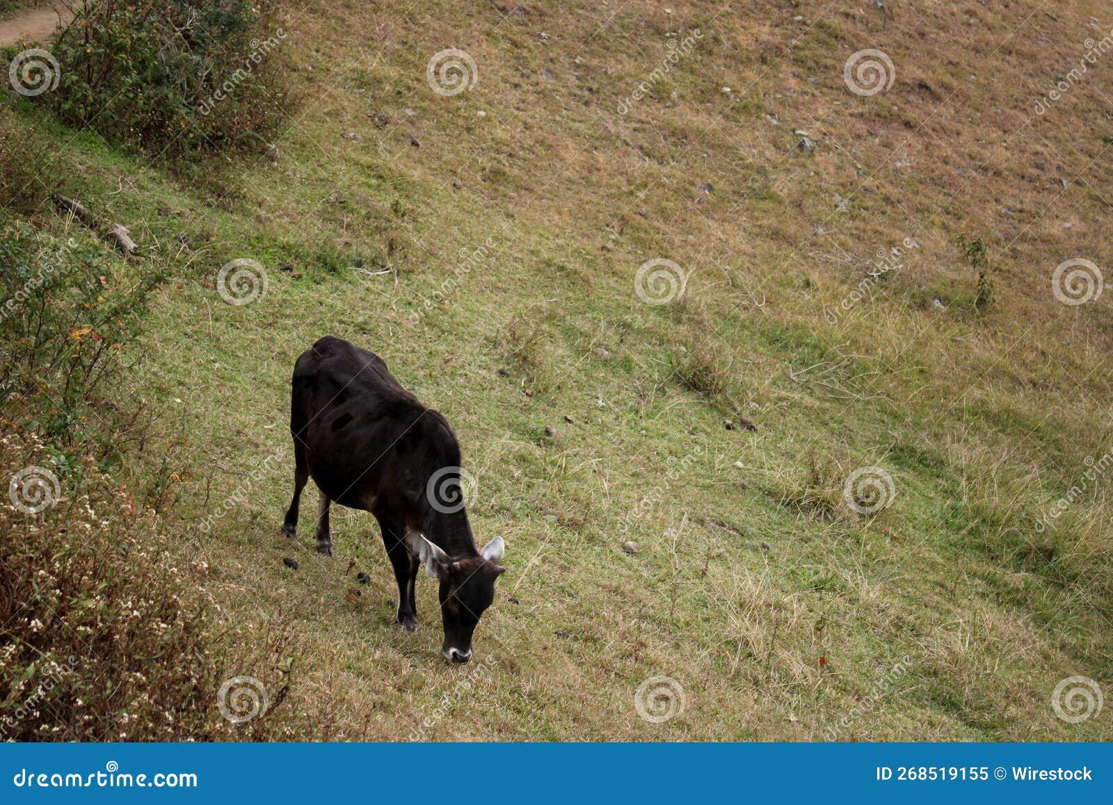 Beautiful Shot of a Zebu Feeding in a Field during the Day Stock Image