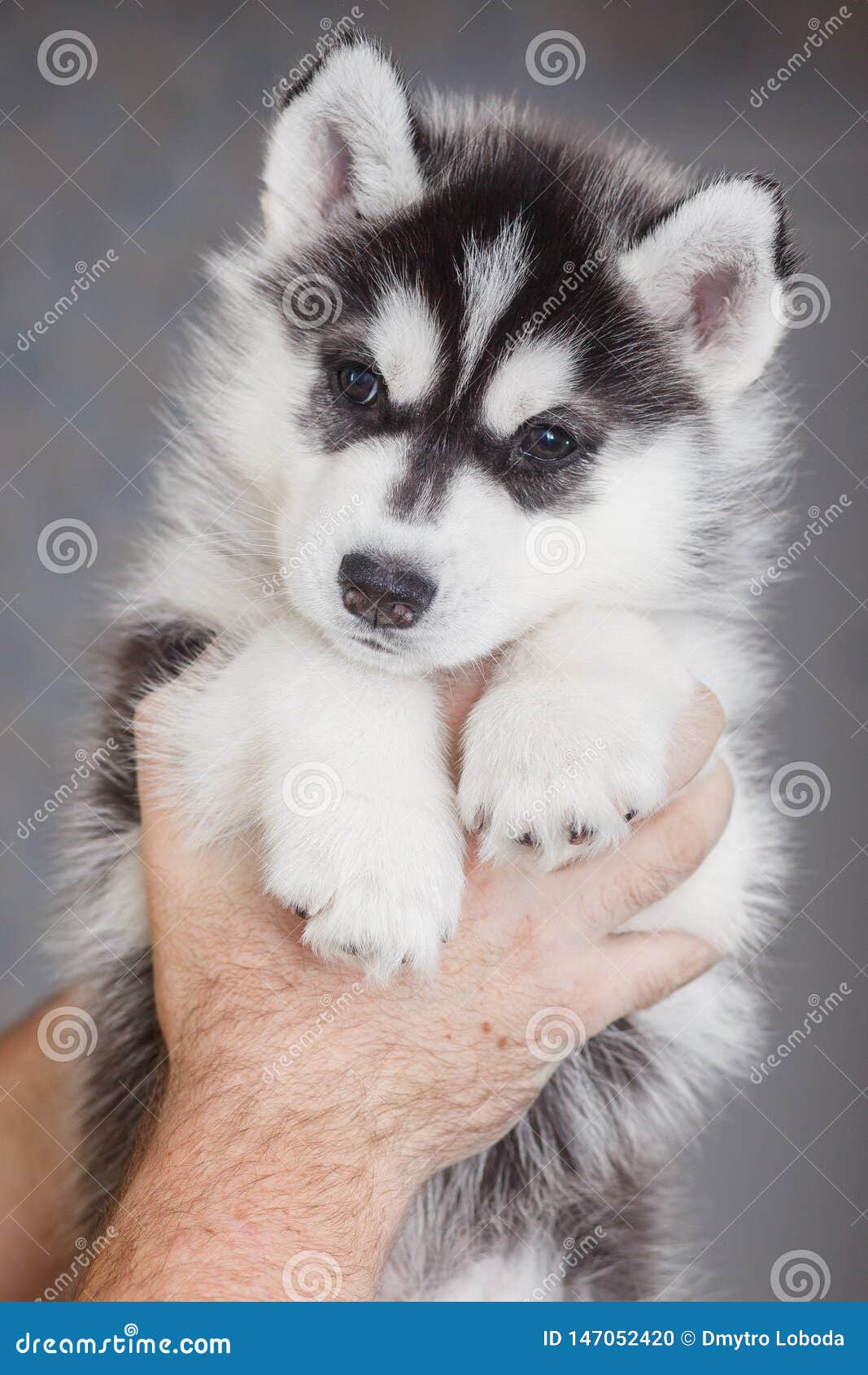 how much are alaskan husky puppies