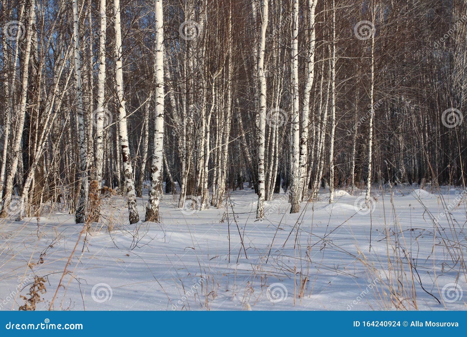 frosty forest siberians