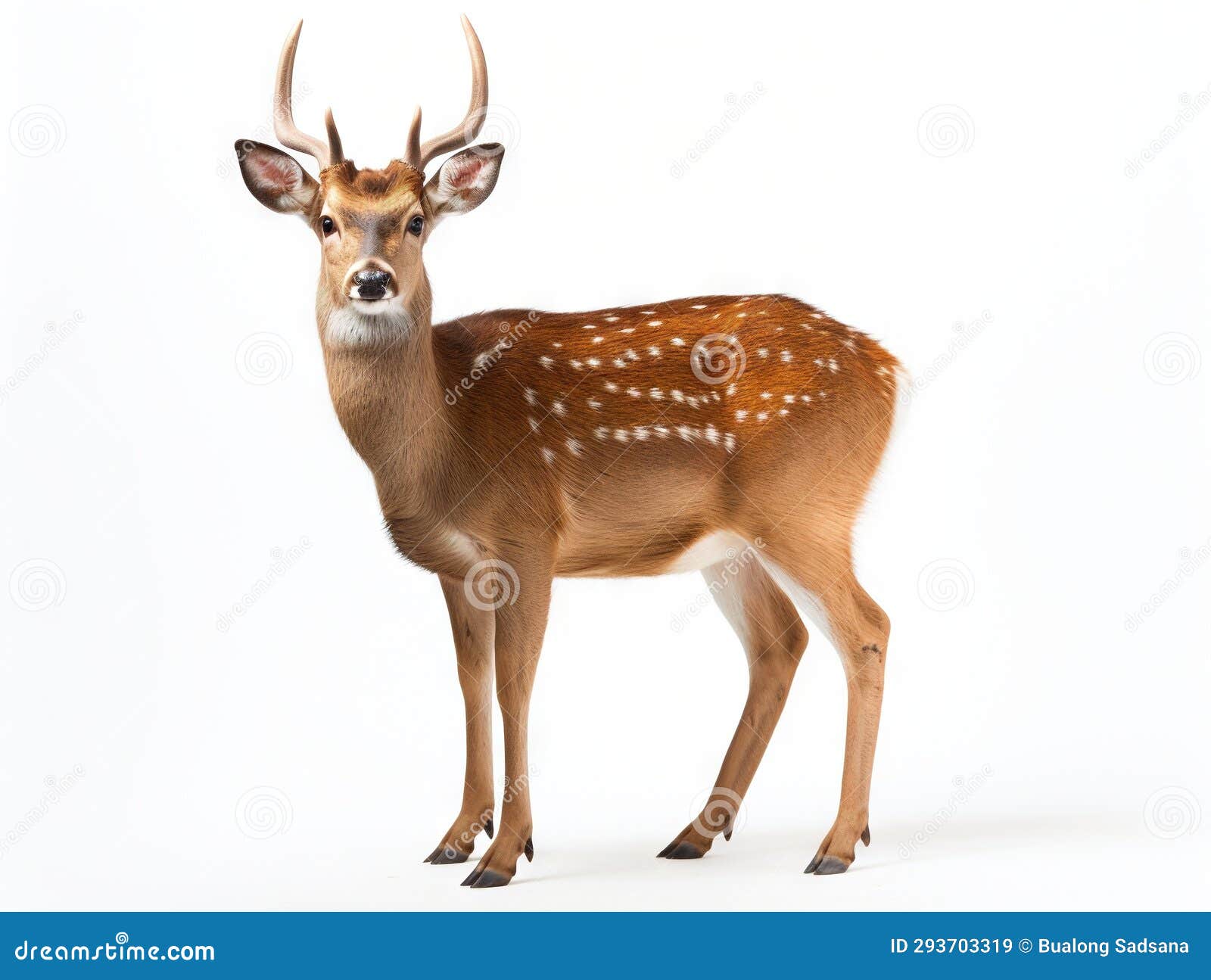 Ai Generated Illustration Wildlife Concept of Beautiful Sika Deer Stock