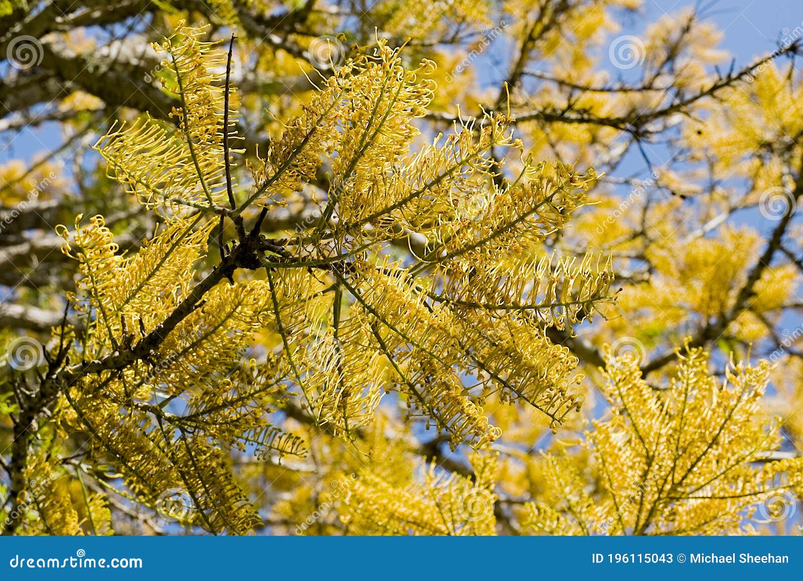 Beautiful Silk Oak Tree with Yellow Flowers Stock Image Image of
