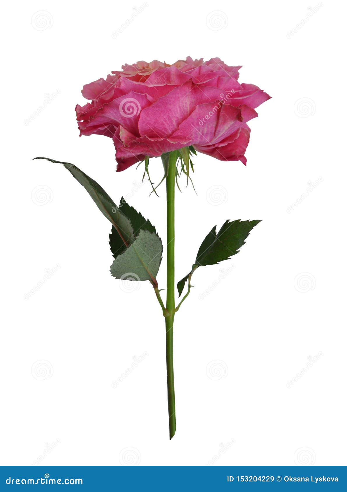 Beautiful Single Pink Rose Isolated on White Background Stock Image