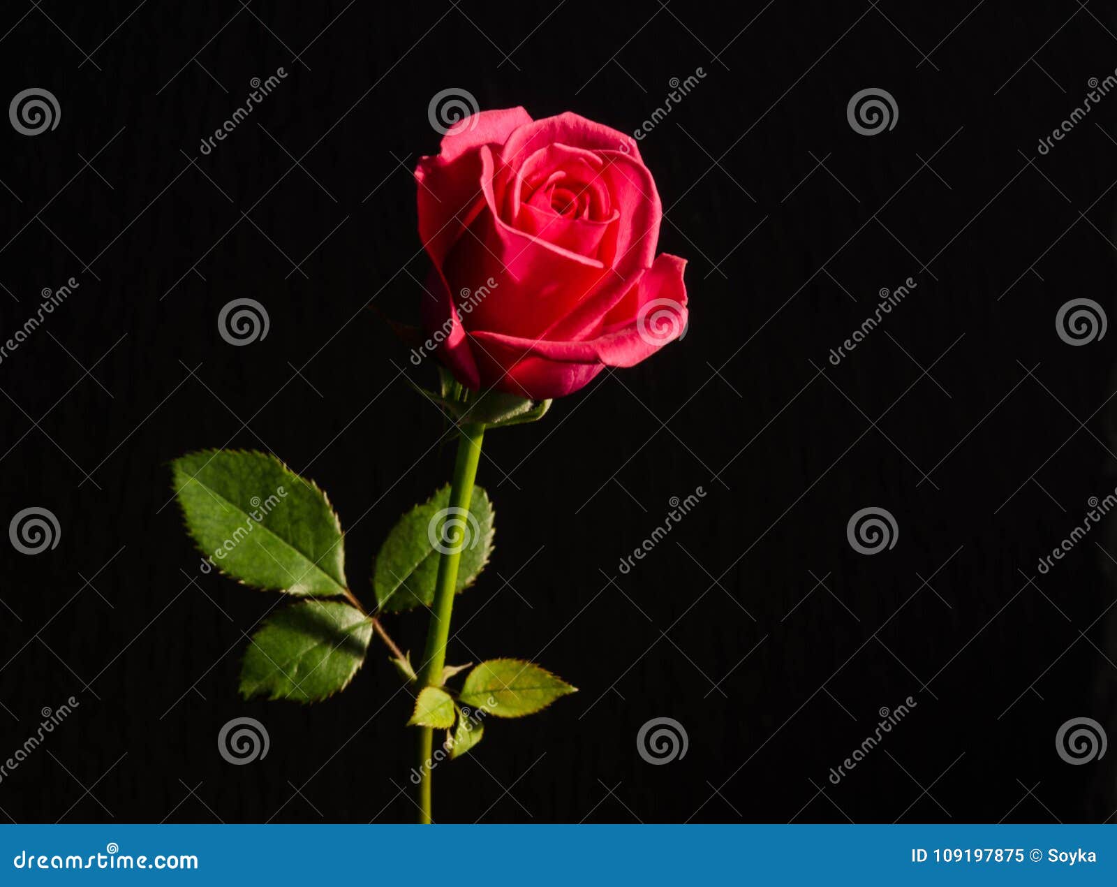 Beautiful Single Red Rose Stock Image Image Of Black 109197875