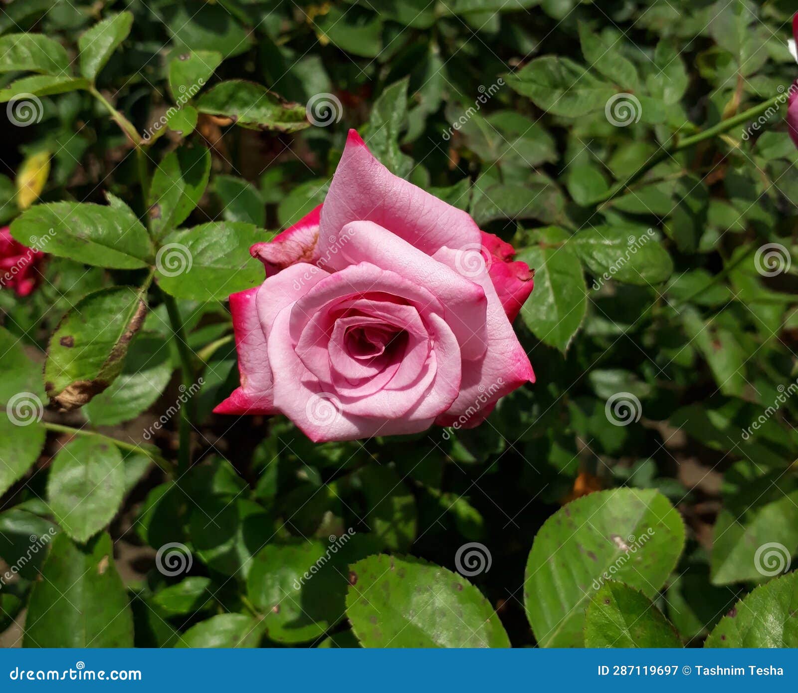 A Beautiful Single Red Rose in the Garden Stock Image Image of green